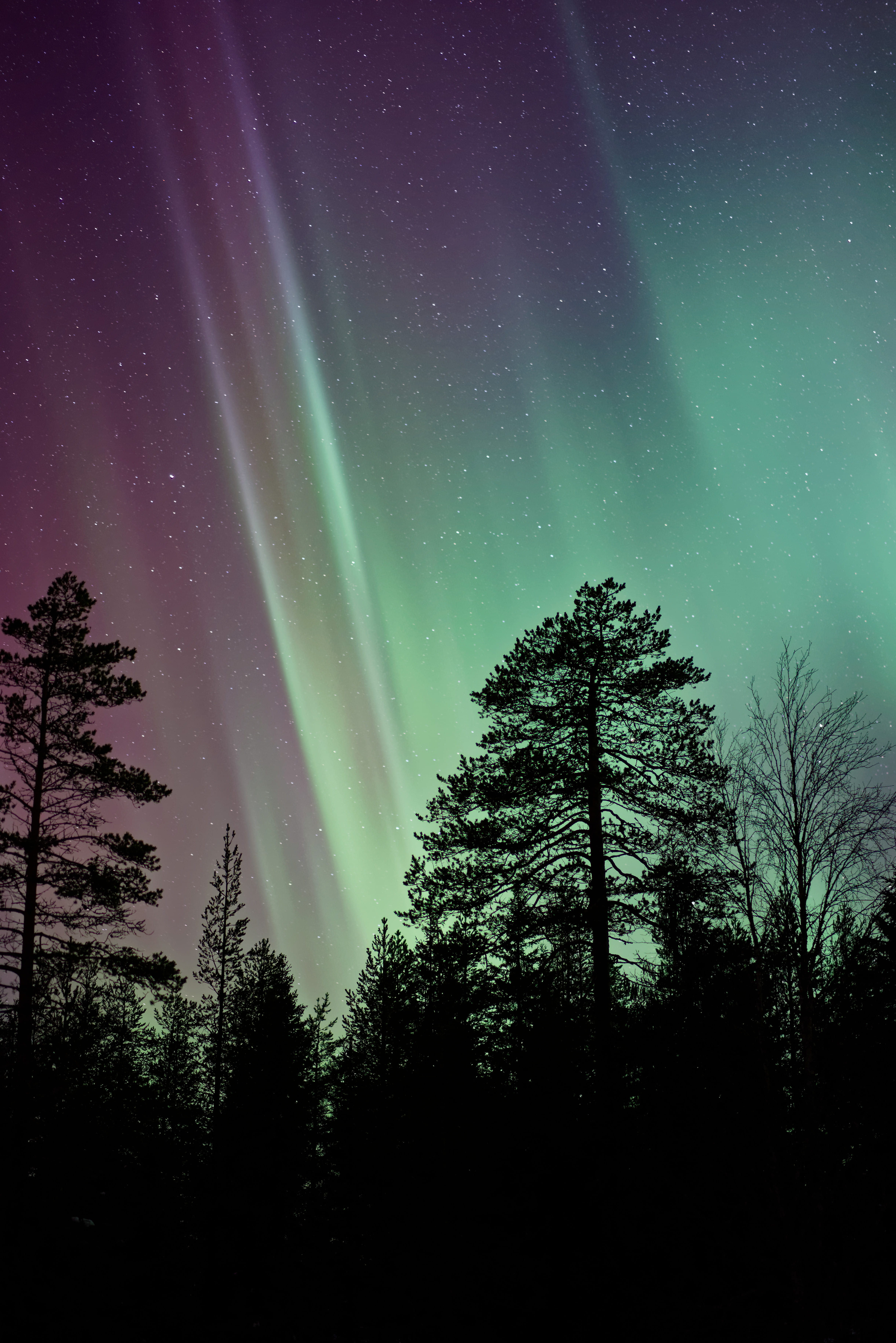 treetop, lights, beauty in nature, plant, aurora, purple, astronomy, borealis, tranquil scene, green, light, pine, stars, aurora borealis, low angle view, Phone HD Wallpaper