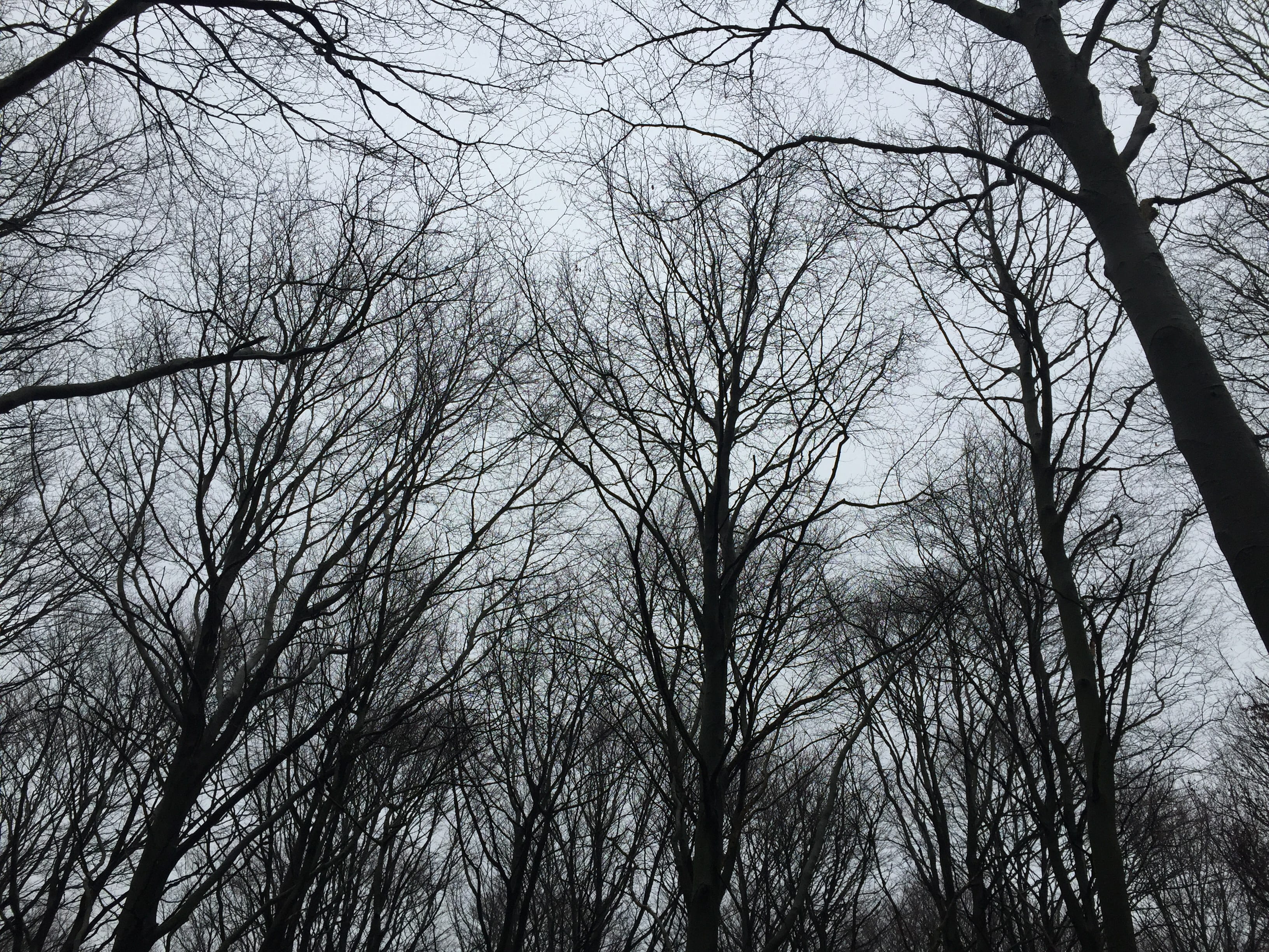 tranquility, trees, tree, outdoors, silhouette, plant, sky, bare tree, no leaves, evening, trunk, winter, woodland, tranquil scene, beauty in nature, branch, HD Wallpaper