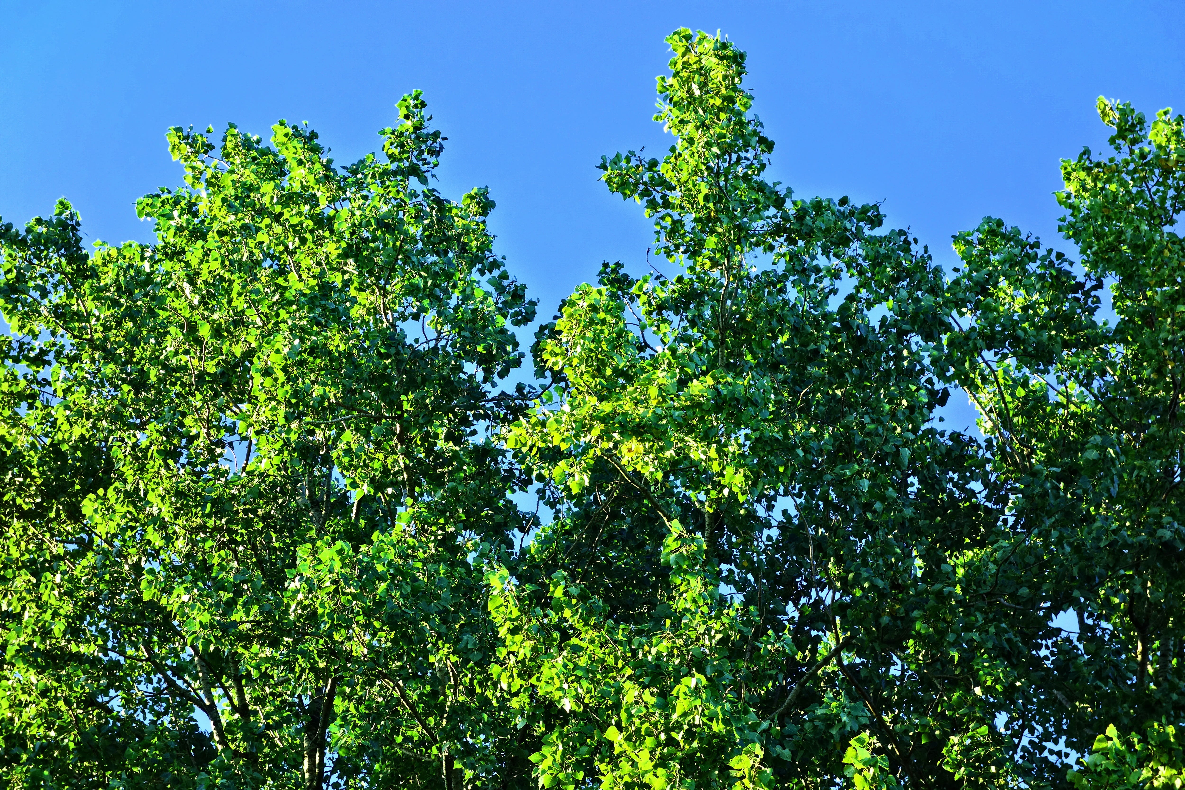crown, growth, treetop, foliage, tree canopy, sunlight, 4K, outdoors, day, green color, clear sky, sunny, low angle view, plant part, blue, nature, plant, HD Wallpaper