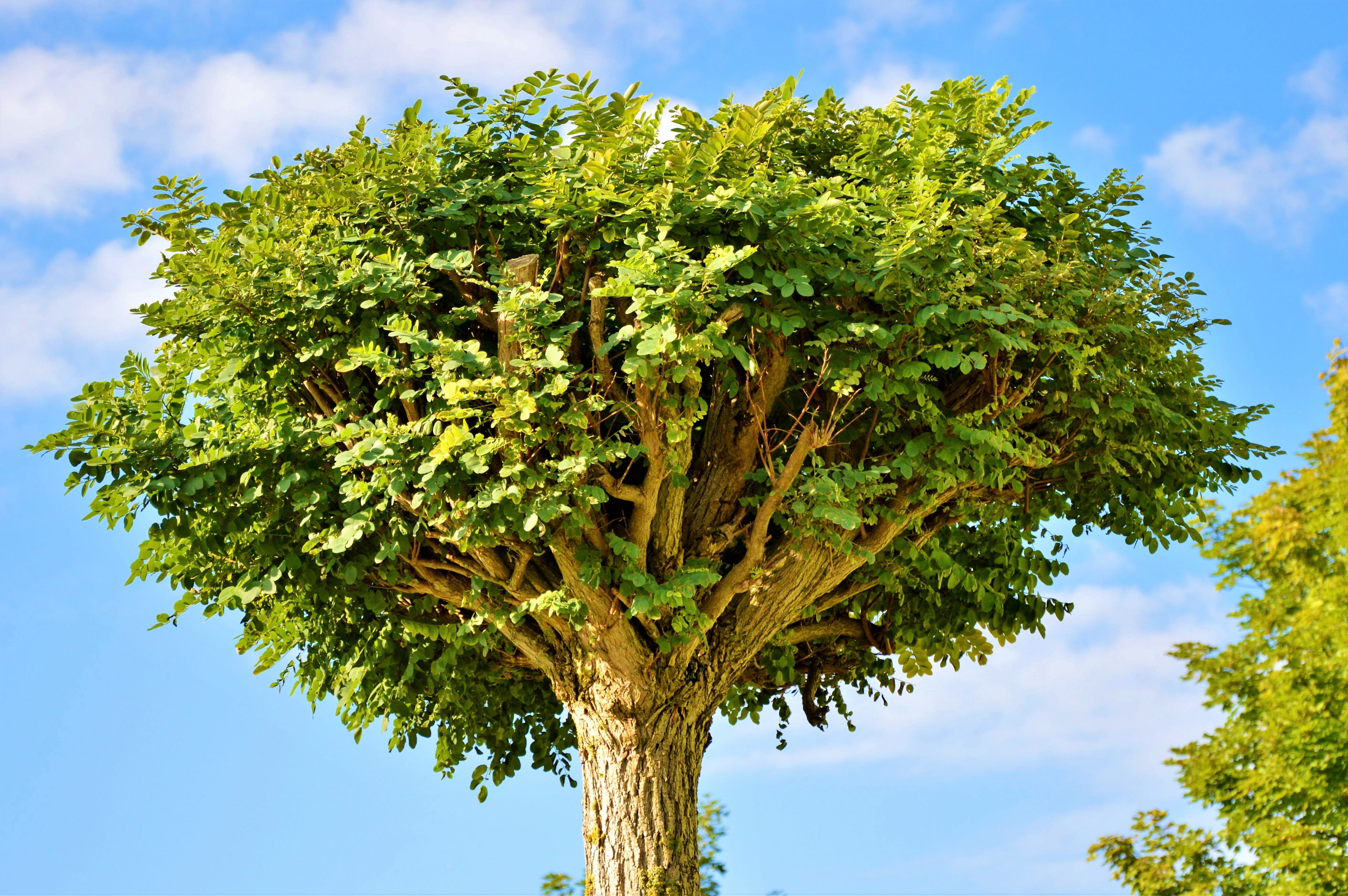 cloud - sky, treetop, 5K, tree trunk, crown, single tree, green color, aesthetic, view, nature, tree, leafed, foliage, outdoors, low angle view, tranquility, HD Wallpaper
