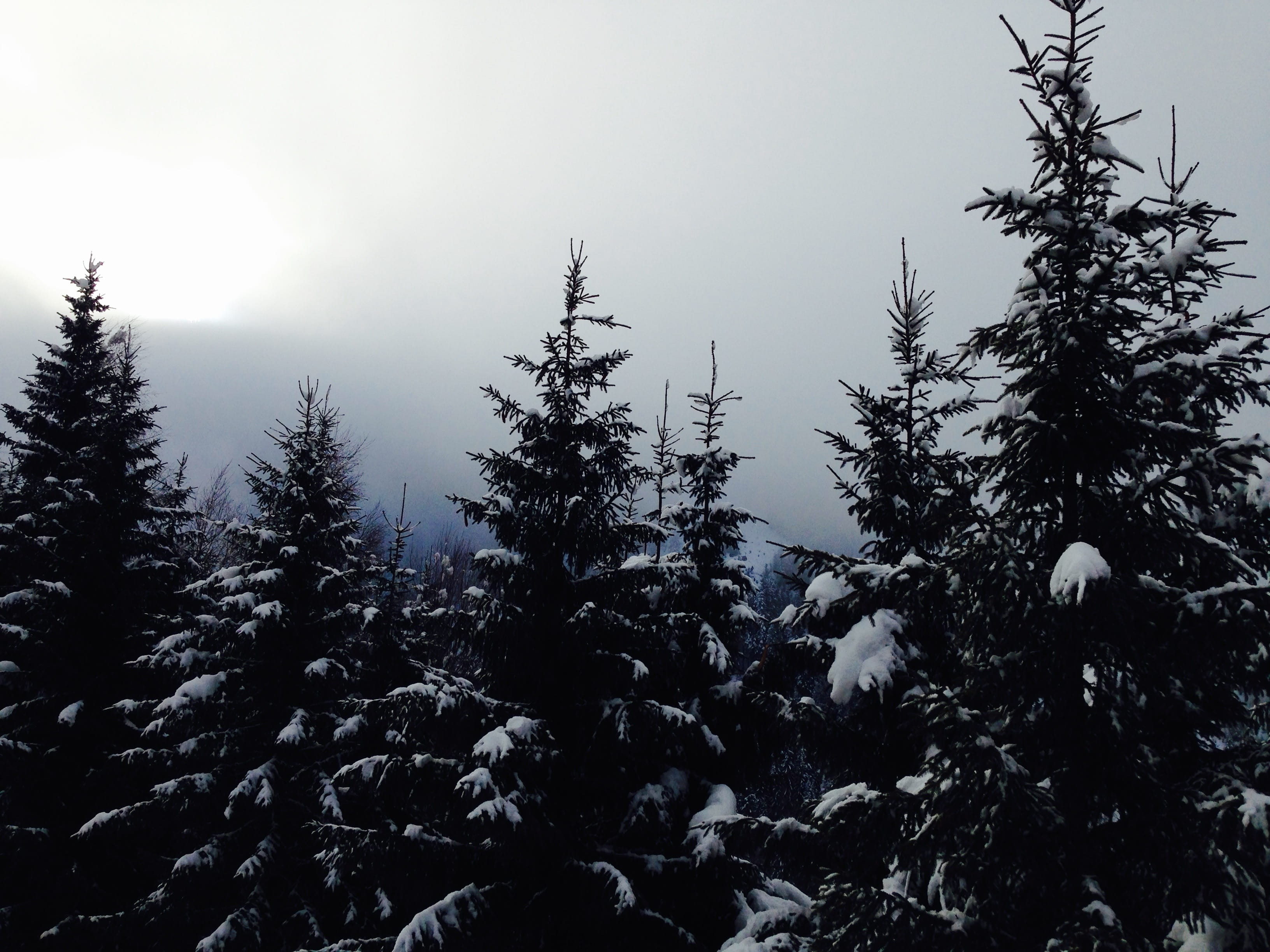 cold temperature, innsbruck, sky, tree, outdoors, trees, winter, low angle view, growth, day, coniferous tree, pine tree, ski, clouds, white, no people, HD Wallpaper