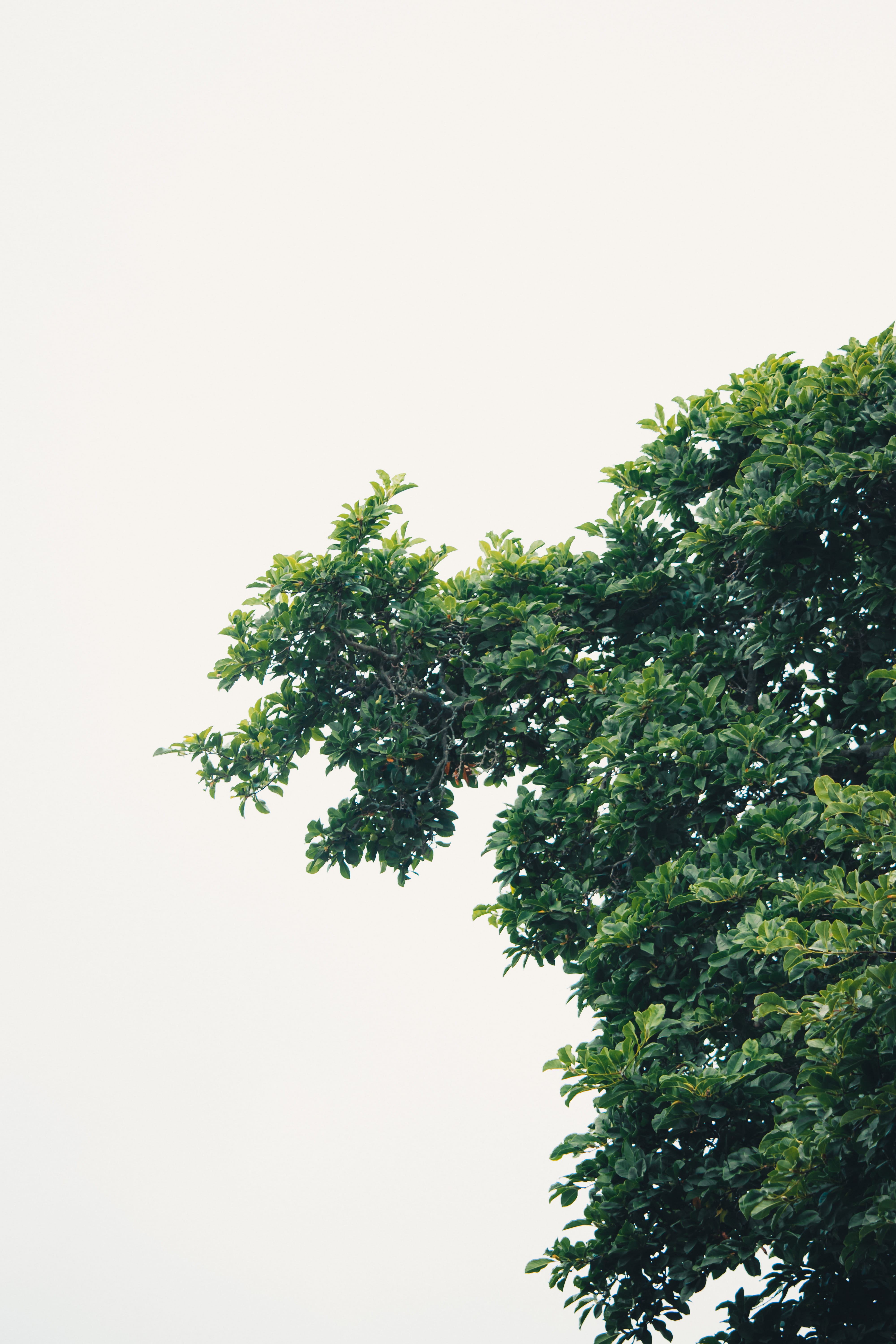 plant, no people, tree, tranquility, peaceful, 5K, calm, outdoors, low angle view, clear sky, branch, copy space, day, beauty in nature, simple, growth, Phone HD Wallpaper