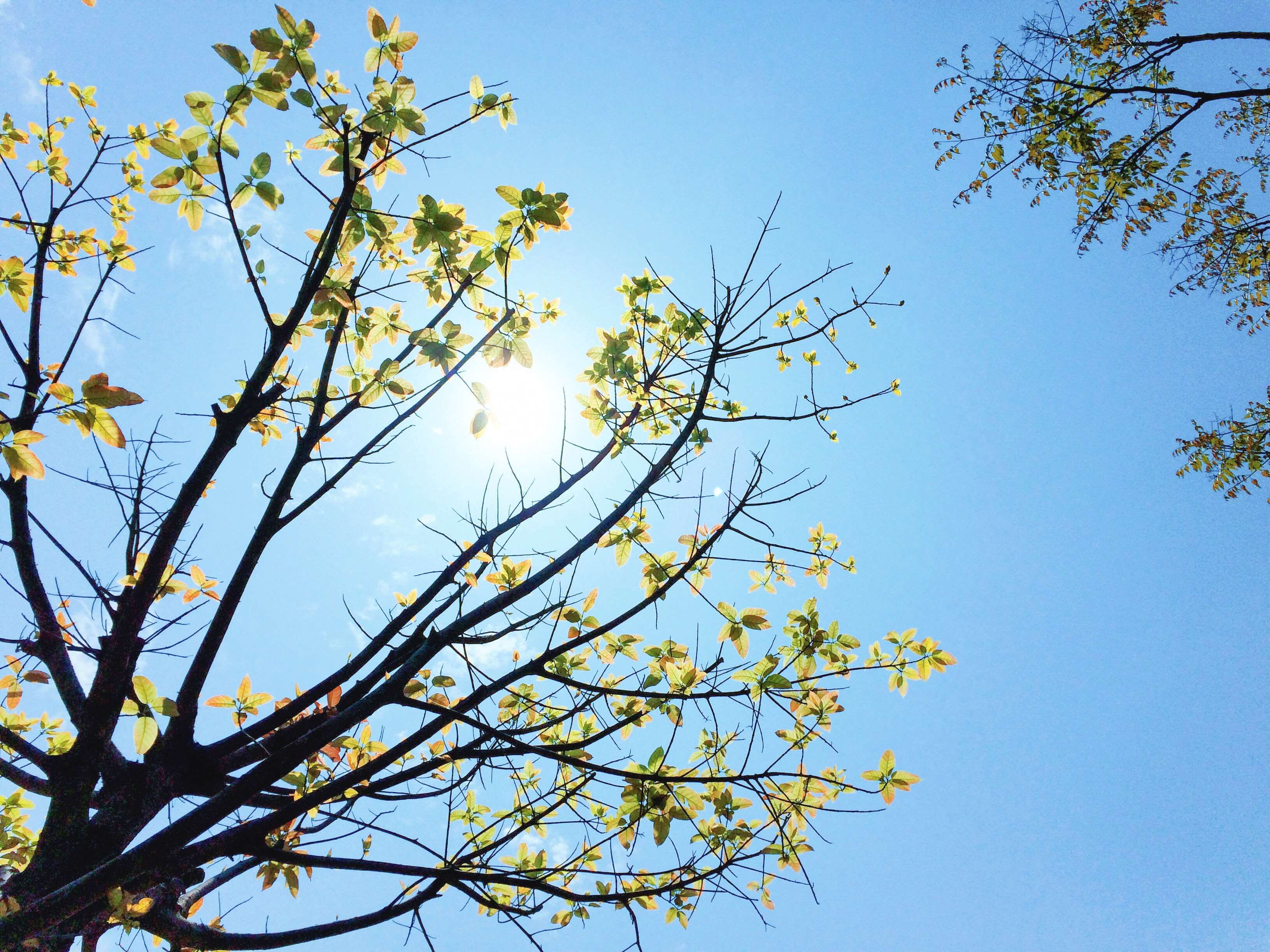 tranquility, beautiful, weather, day, no people, plant, 2K, beauty in nature, clear sky, outdoors, treetop, fruit tree, blue sky, plant part, sunny, life, HD Wallpaper