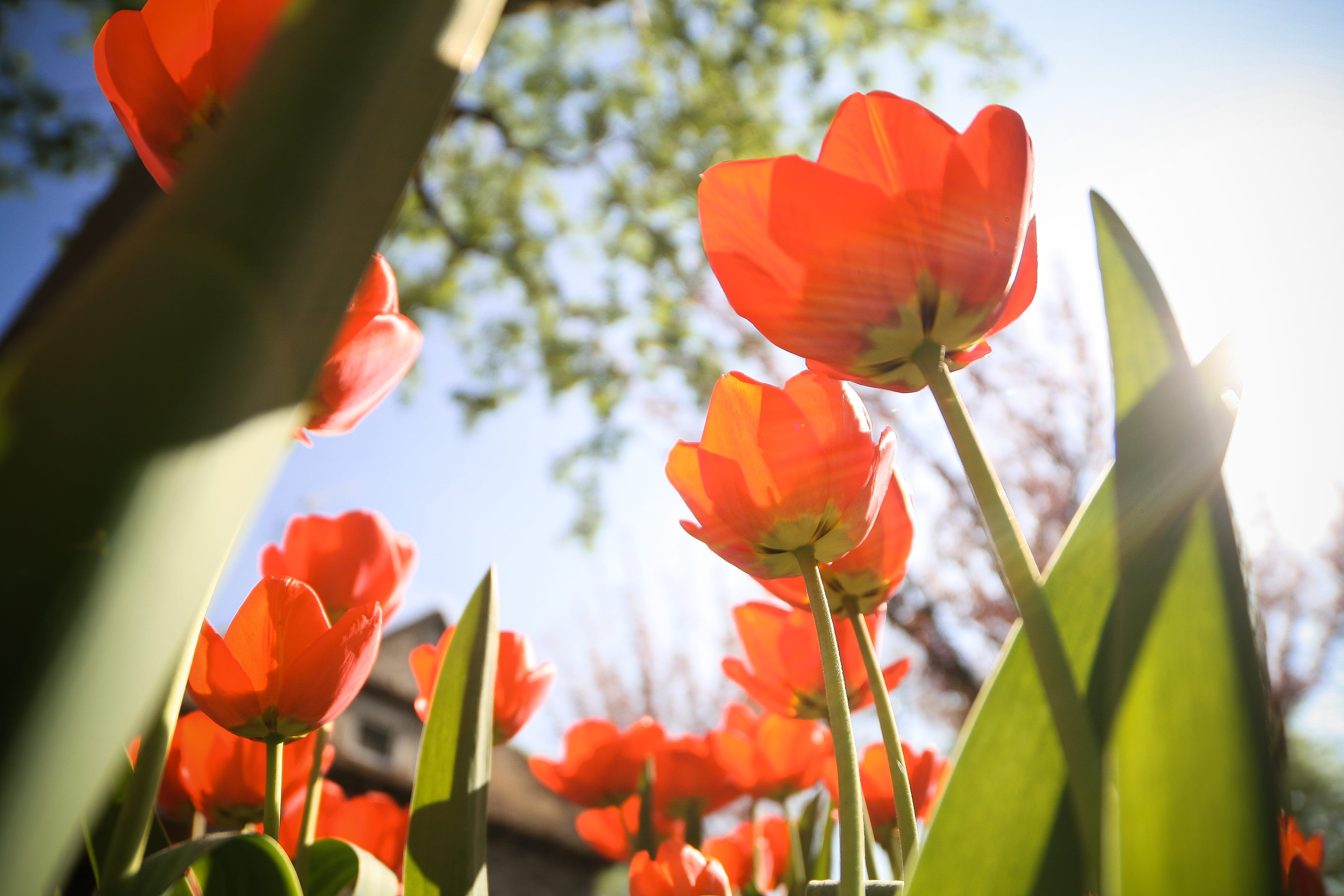 no People, flowering plant, leaf, springtime, inflorescence, from below, flower Head, sky, Tulips, flower, flowerbed, outdoors, fragility, season, orange color, HD Wallpaper