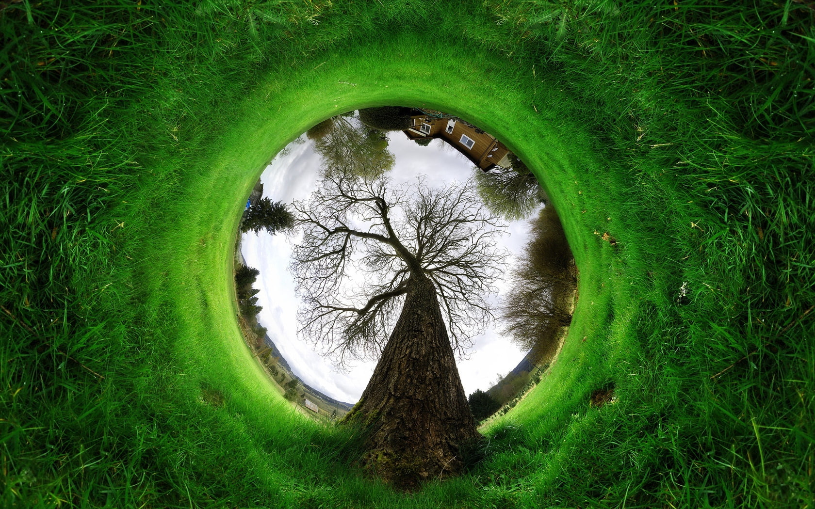circle, from below, illusion, effect, krone, ring, grass, 720P, tree, branches, HD Wallpaper