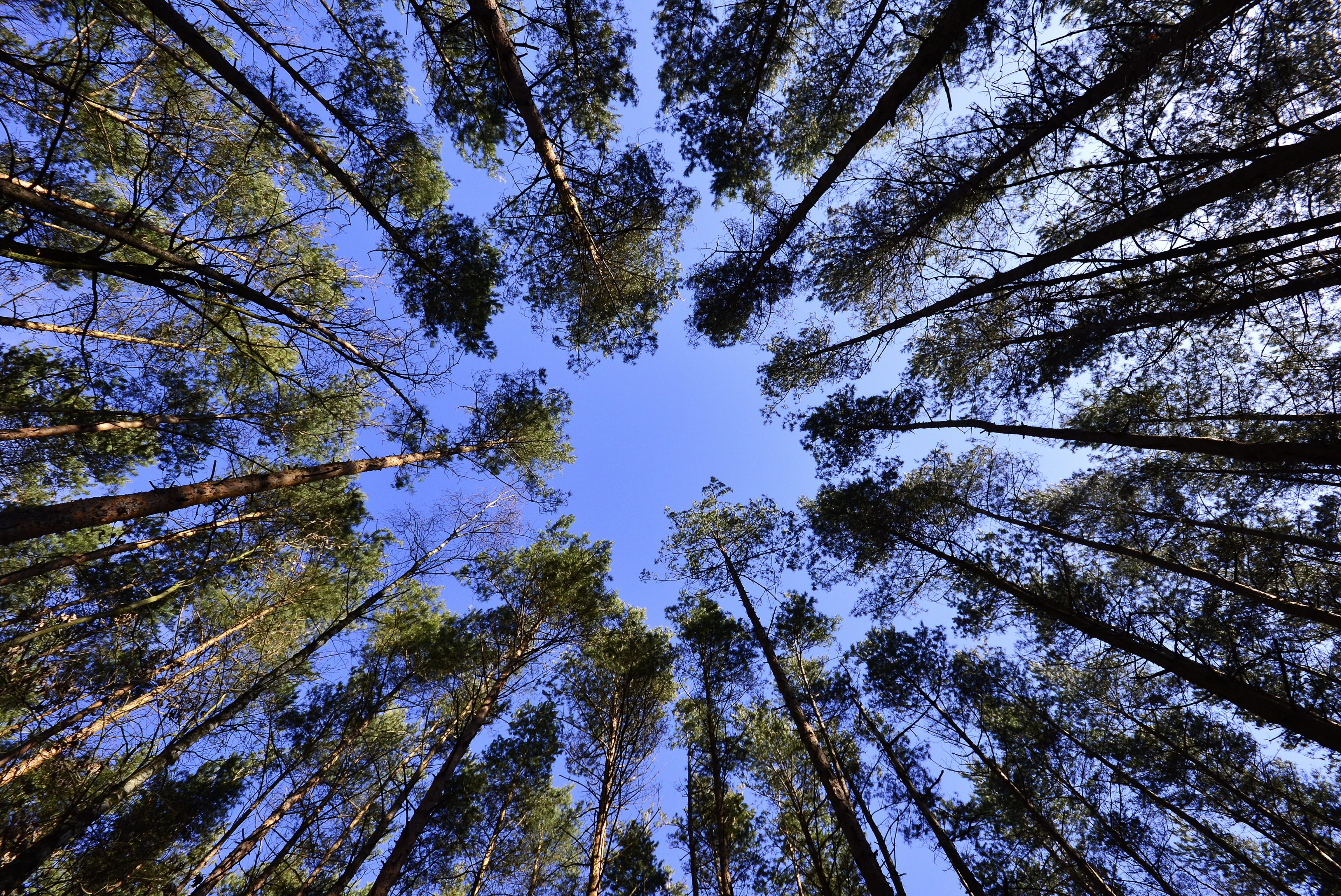 pine woodland, sunny, trunk, sunbeam, day, landscape, summer, treetop, woodland, leaf, sunlight, sun, green, autumn, no People, blue, outdoors, forest, HD Wallpaper