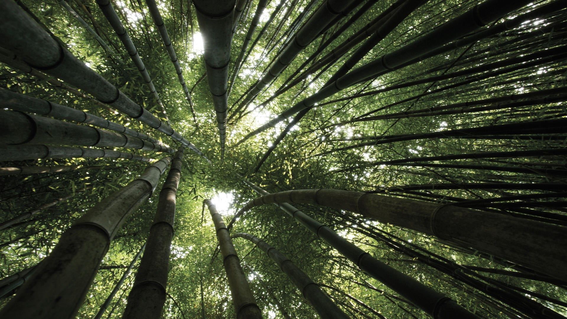 no People, trees, number, growth, low Angle View, tranquil Scene, land vehicle, environment, japan, park - Man Made Space, backgrounds, bamboo, plant, tree Trunk, HD Wallpaper