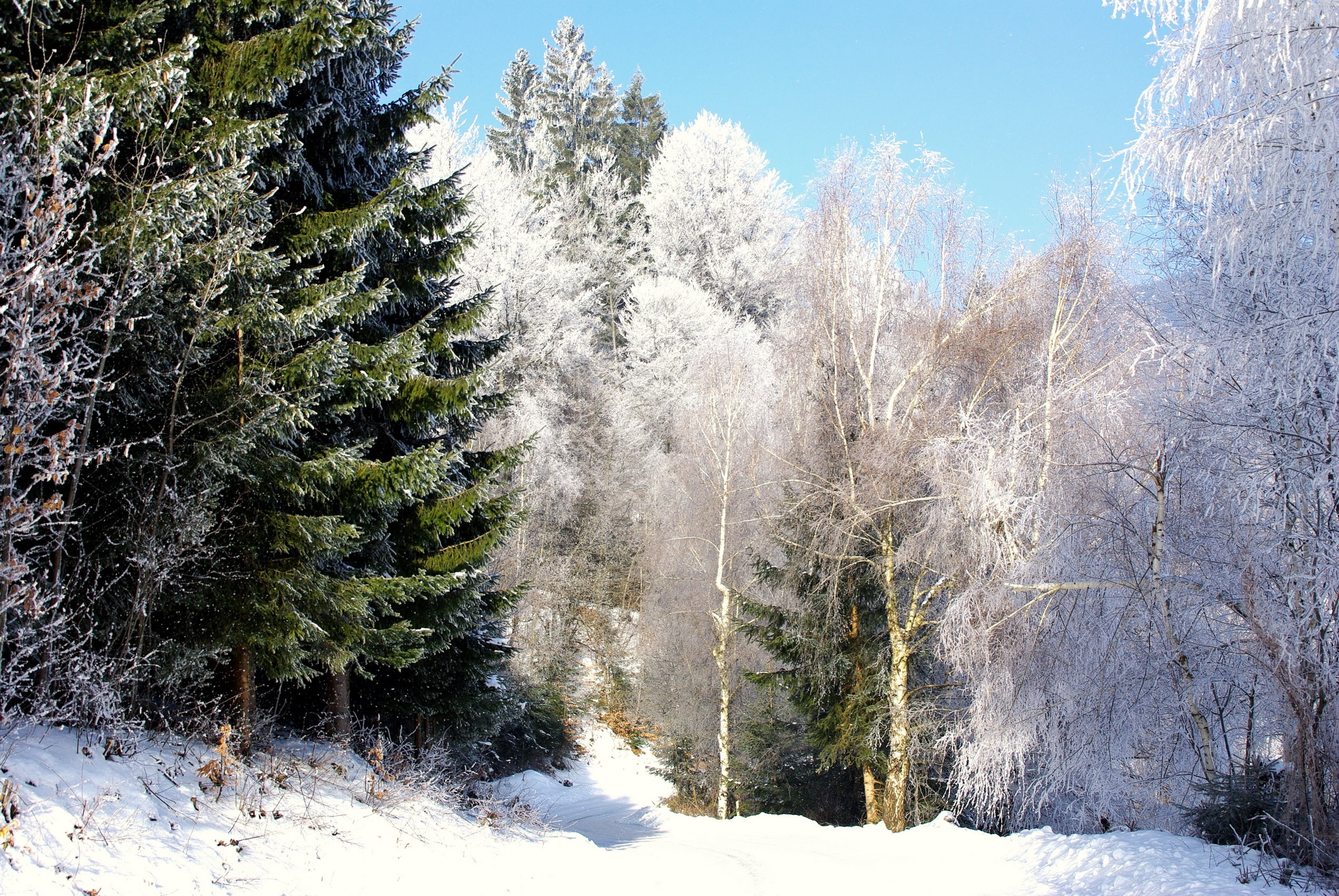 road, christmas, wilderness Area, pine Tree, no People, plant, color Image, day, trees, growth, forest, sky, ice, white, morning, beauty In Nature, rural Scene, HD Wallpaper