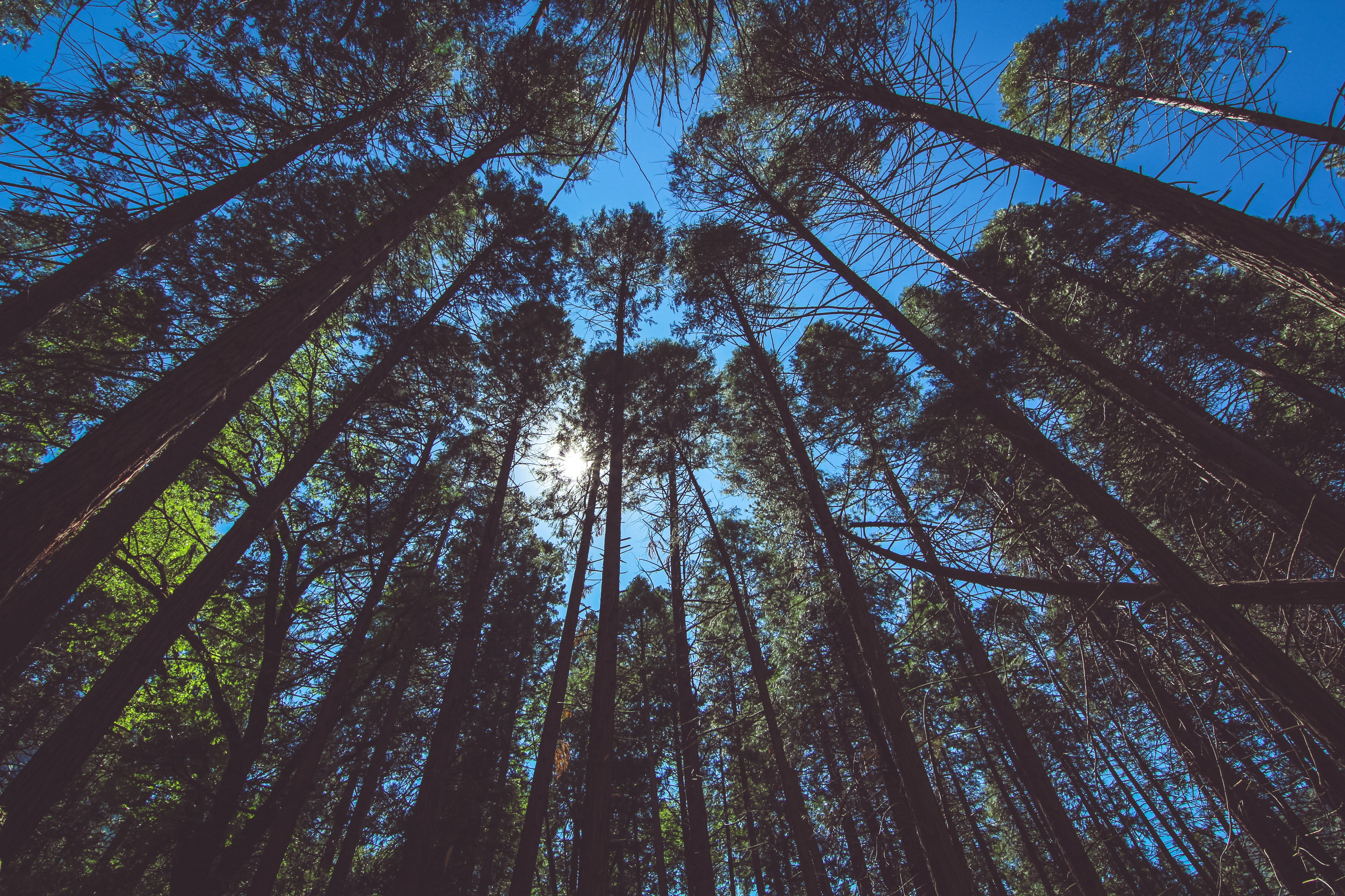 blue, branch, tree trunk, coniferous tree, tree, growth, nature, green, bamboo - plant, sky, land, tall - high, plant, day, view from below, outdoors, tranquil scene, HD Wallpaper