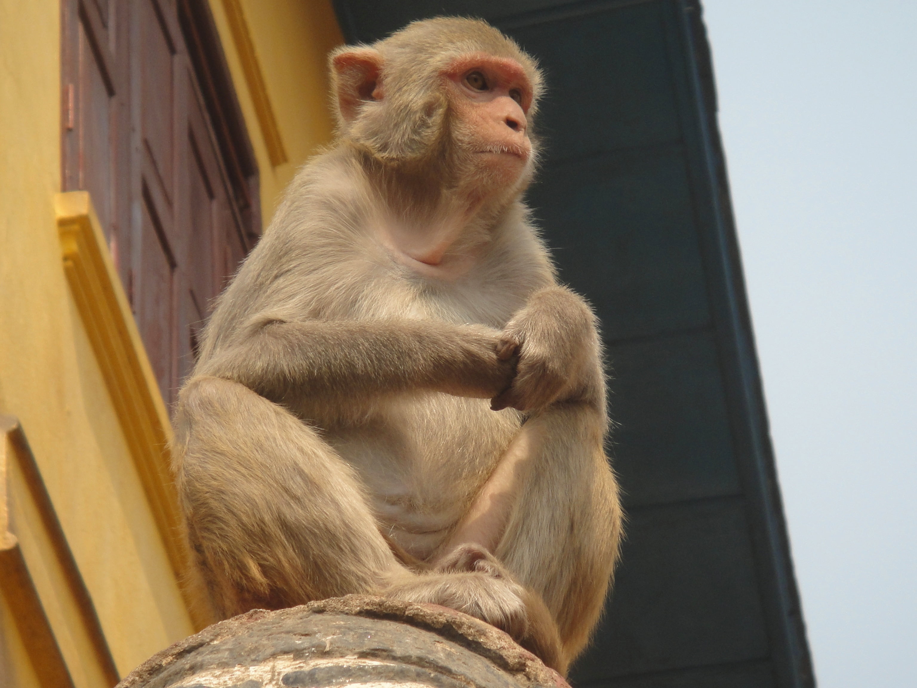 no people, focus on foreground, animal wildlife, outdoors, built structure, view from below, vertebrate, mammal, sitting, monkey, day, nature, one animal, HD Wallpaper