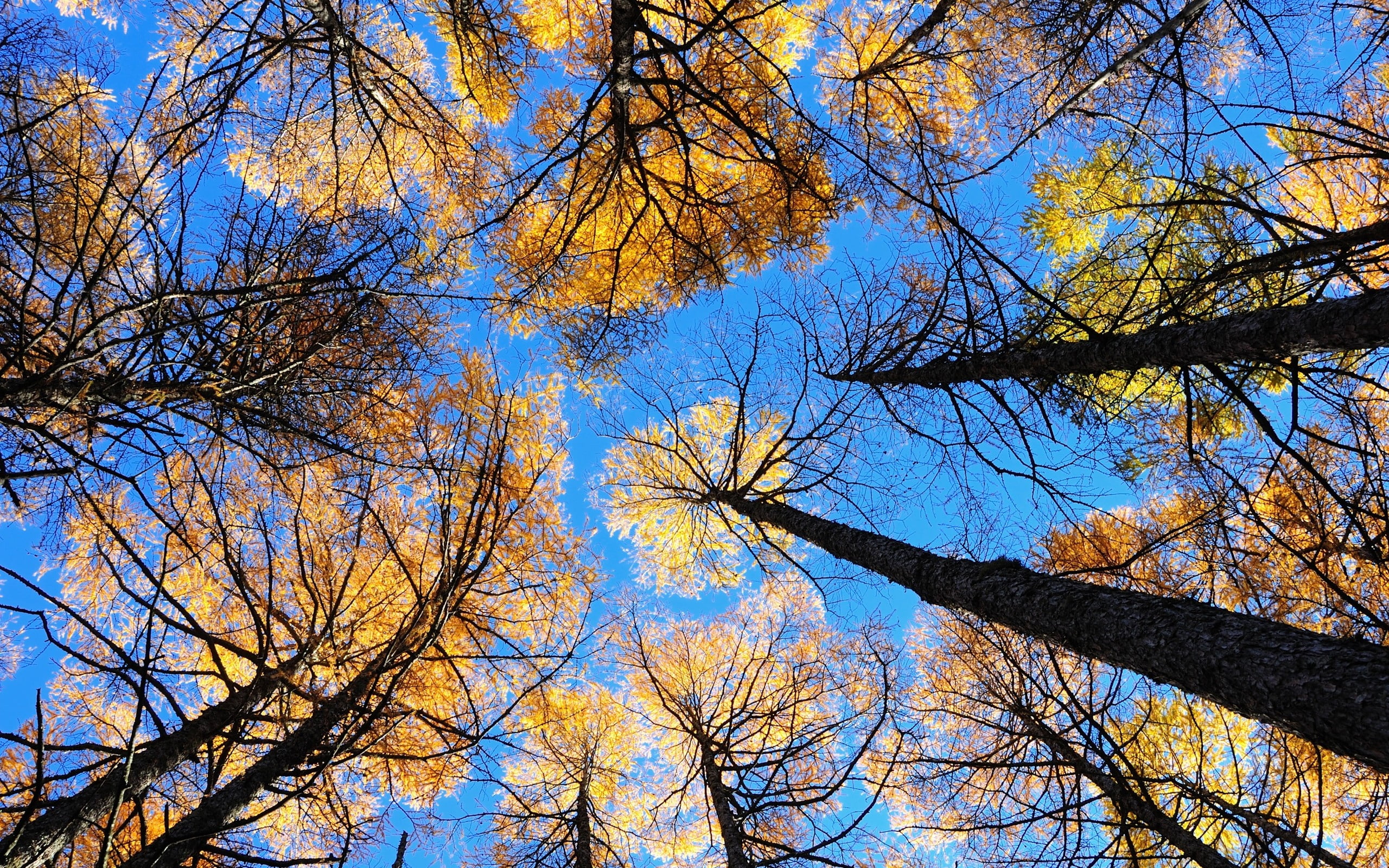 plant, sun, summer, color Image, backgrounds, leaf, landscape, tree canopy, view from below, no People, trees, sunlight, growth, beauty In Nature, sky, HD Wallpaper