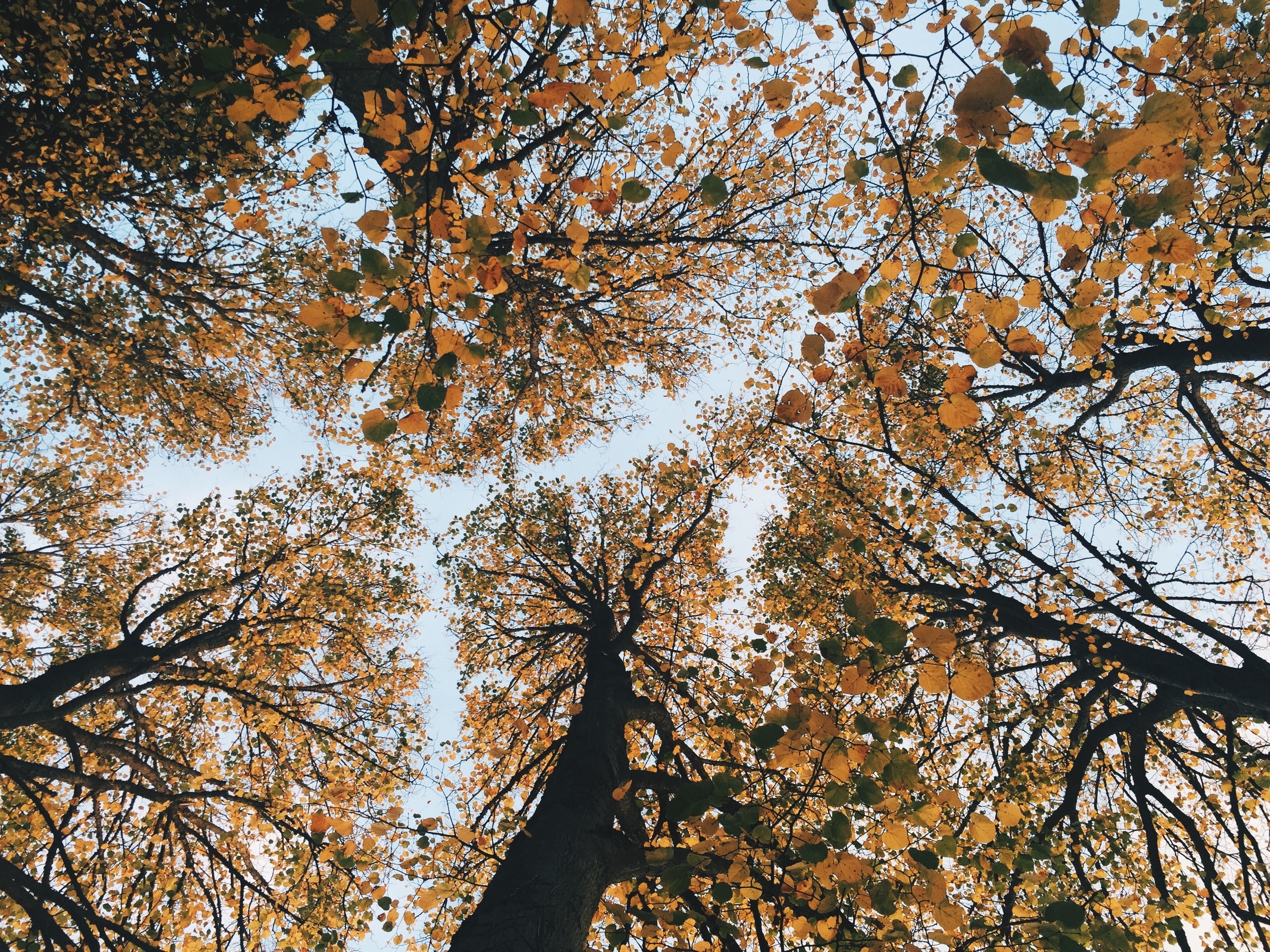 2K, view from below, trees, autumn, HD Wallpaper