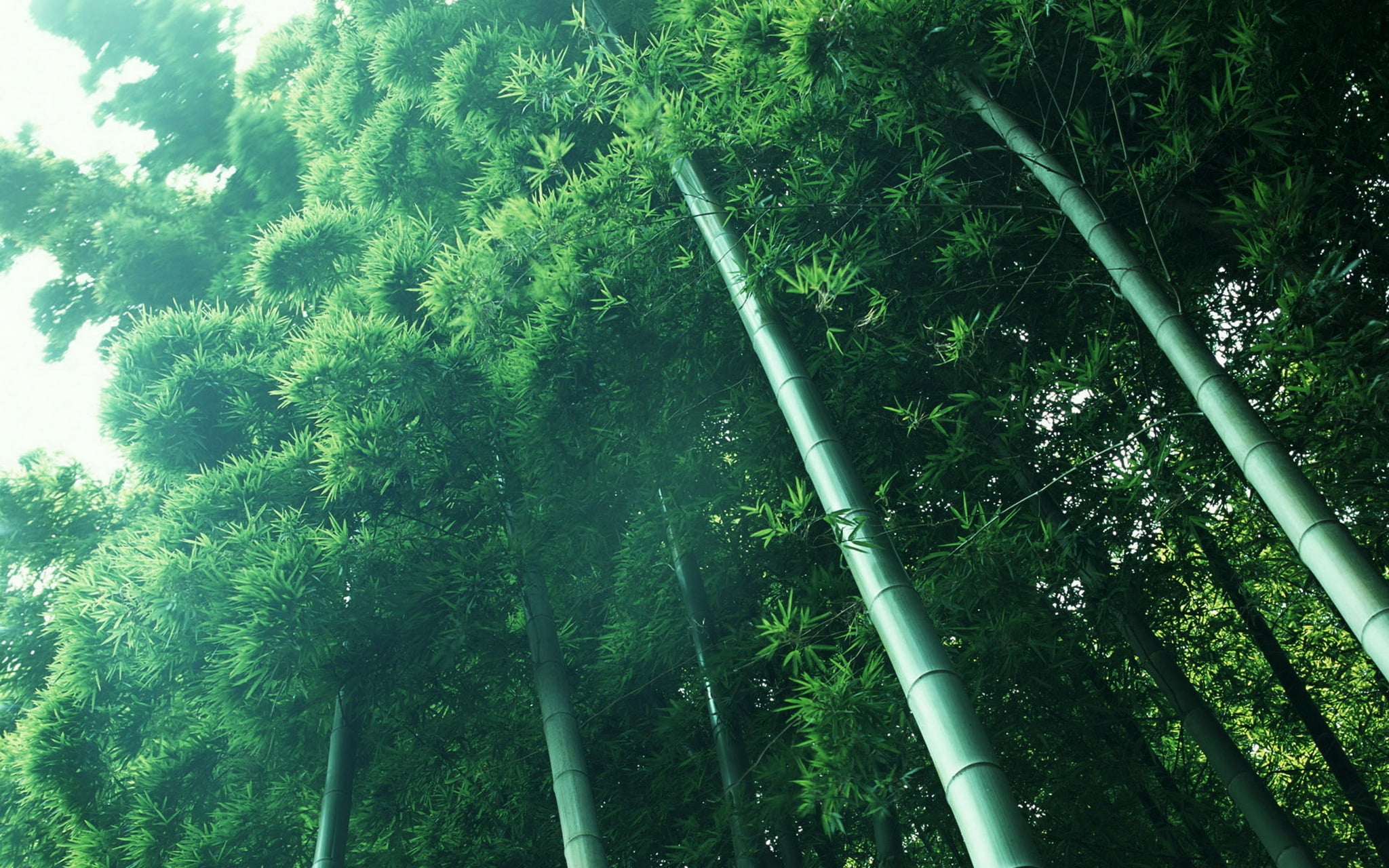 tranquil scene, bamboo Grove, tree, trunk, razmytost, nature, no People, summer, tranquility, day, tree canopy, leaves, outdoors, green Color, bamboo, plant, HD Wallpaper