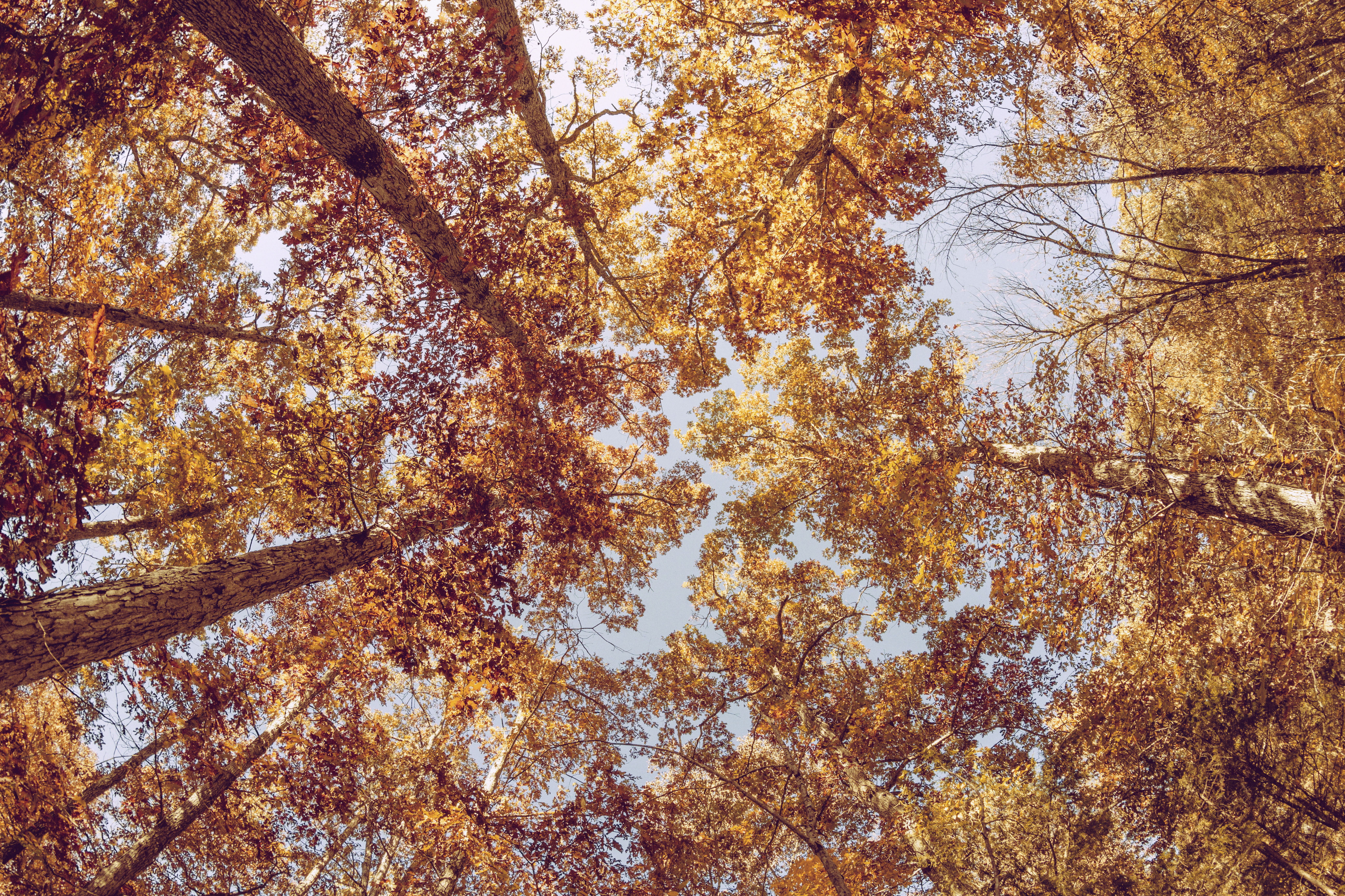 branch, plant, backgrounds, leafed, tranquility, brown, tree, orange color, tree canopy, trees, autumn, full frame, tree trunk, 5K, change, beauty in nature, HD Wallpaper