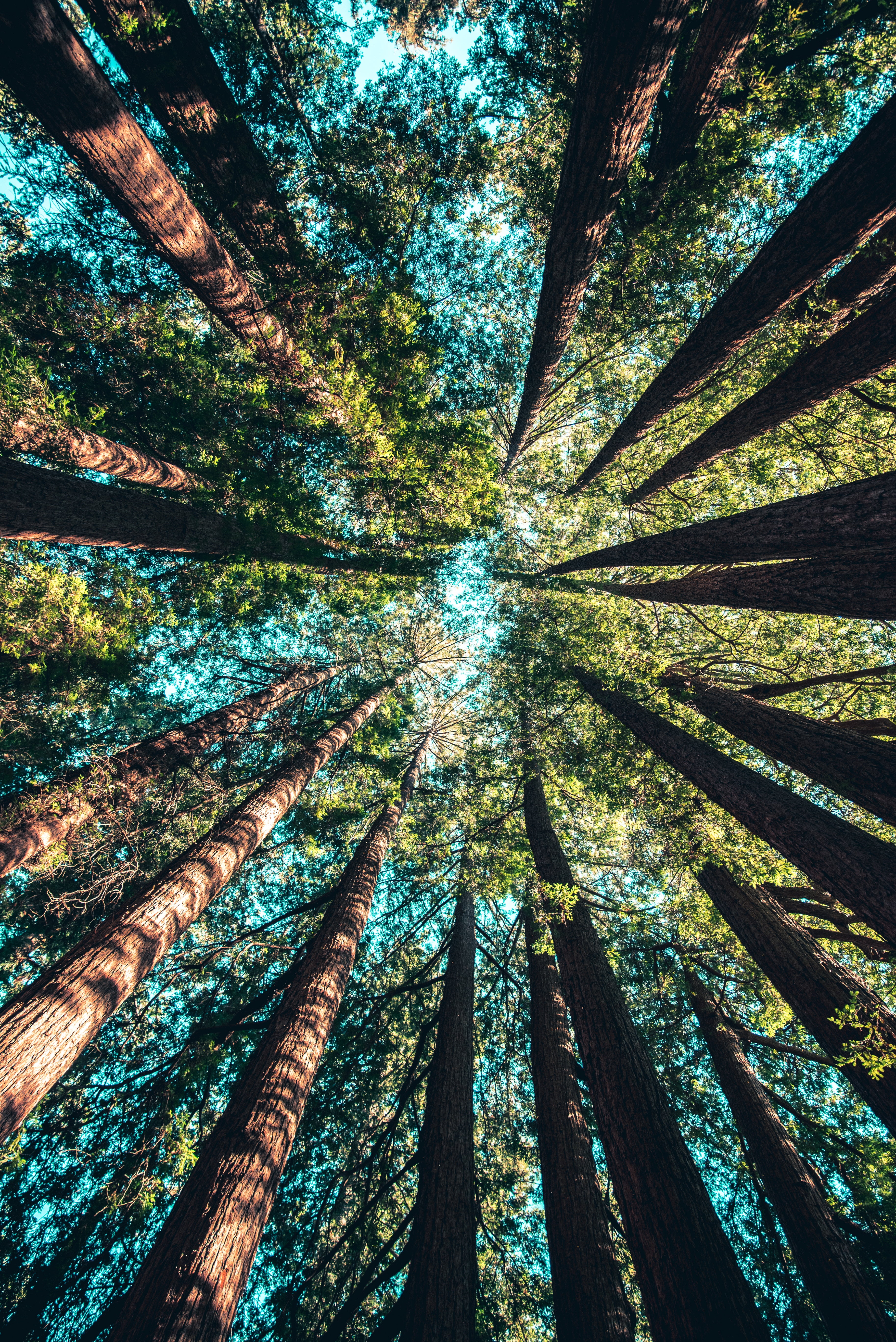 directly Below, tree Canopy, branches, tree, sunny, rural Scene, sunlight, day, leaf, pine woodland, forest, trees, summer, tall - High, vibrant Color, Phone HD Wallpaper