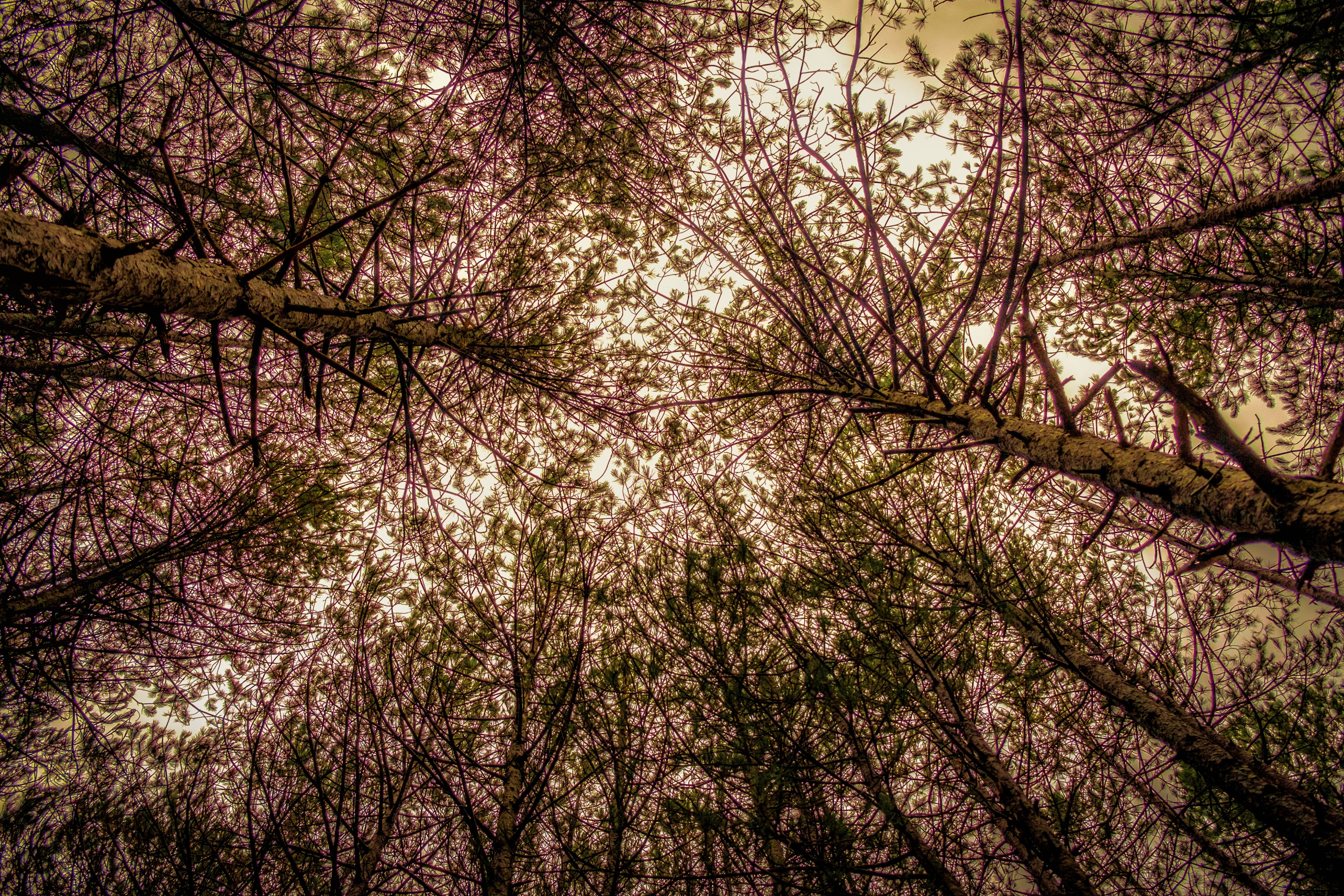view from below, cherry tree, beauty in nature, nature, cherry blossom, land, forest, trees, flower, 4K, sky, plant, day, springtime, growth, tree, flowering plant, HD Wallpaper