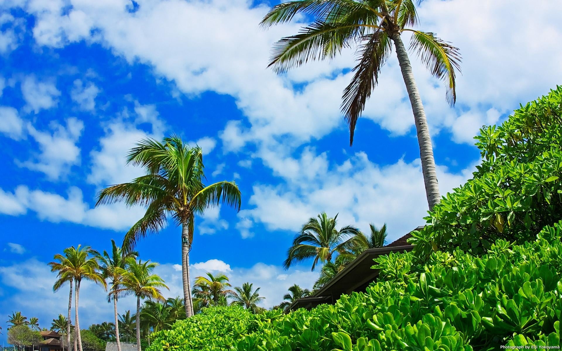 tranquil scene, relaxation, tourist Resort, tree, coastline, beach, sea, palm Tree, scenics - nature, 1080P, low angle view, travel Destinations, plant, HD Wallpaper