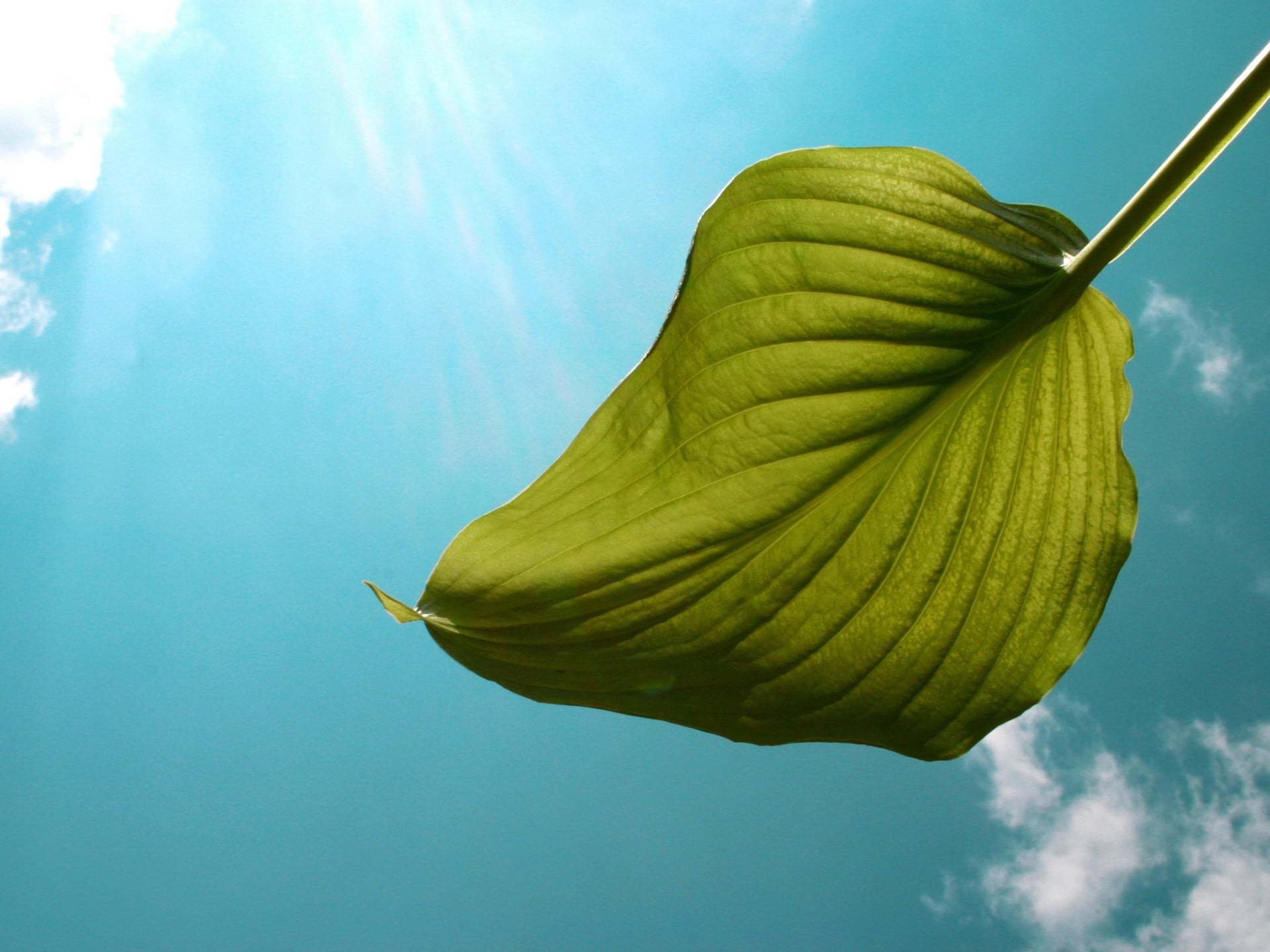 leaf, azure, flower, freshness, no People, tree, 1080P, plant, plant part, botany, vibrant Color, from below, nature, environment, food and drink, sky, HD Wallpaper