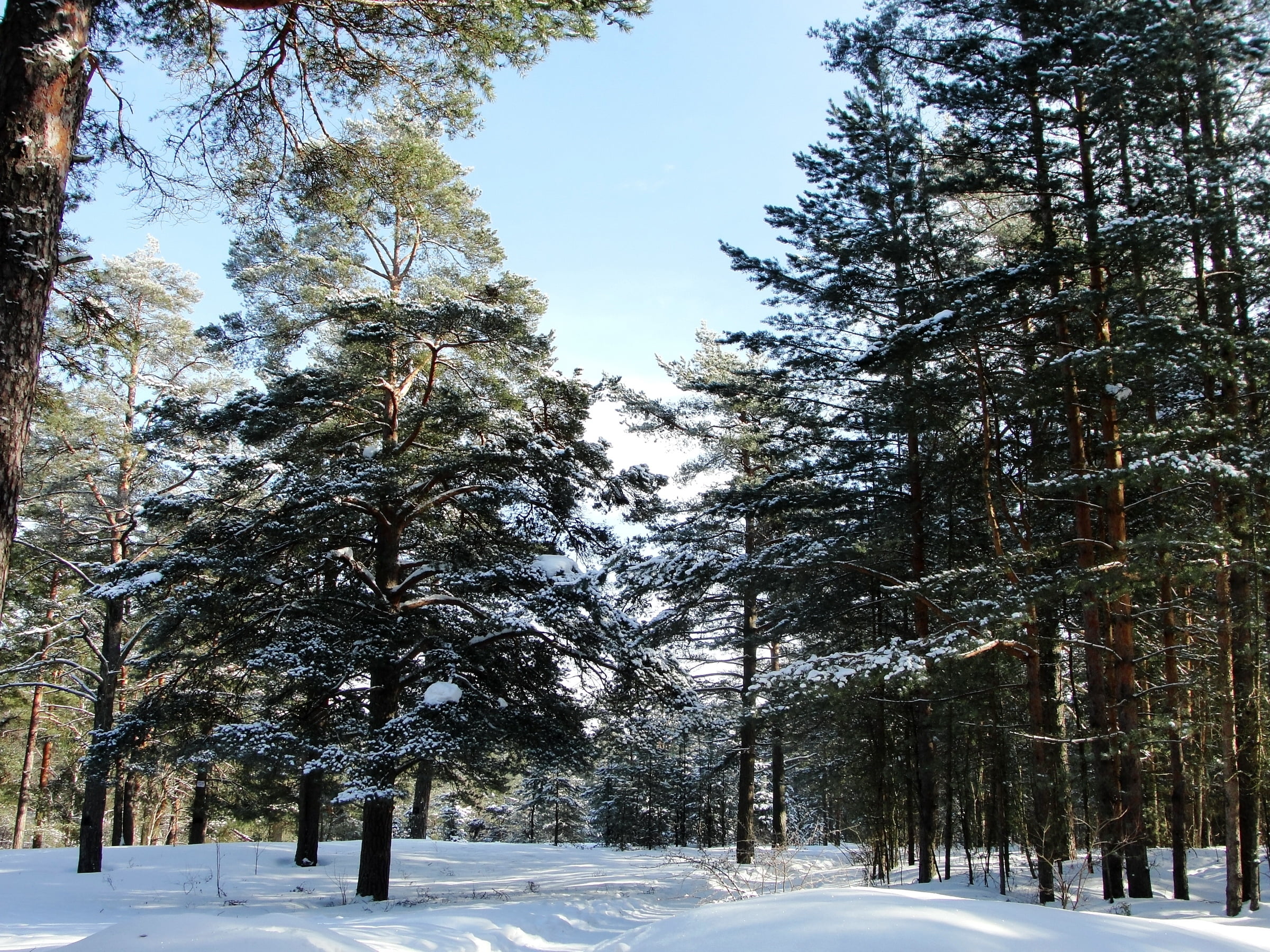 coniferous Tree, pine, outdoors, nature, sunlight, fir Tree, road, sestroretsk, non-urban scene, evergreen Tree, landscape, tree Trunk, beauty In Nature, HD Wallpaper