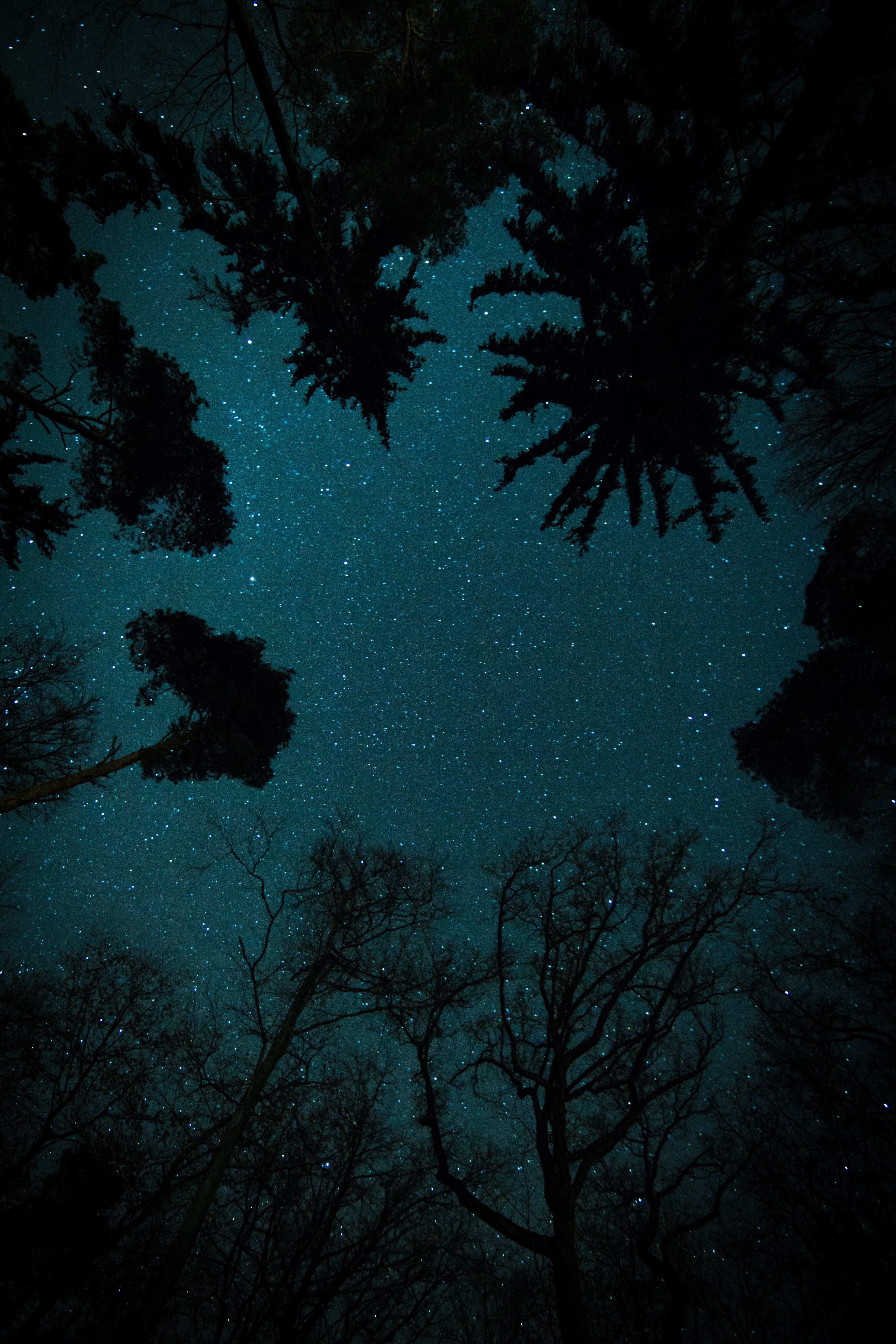 horror, 5K, scenics, night, galaxy, outdoors, stars, trees, tranquil scene, space and astronomy, growth, sky, luminosity, low angle view, forest, space, Phone HD Wallpaper