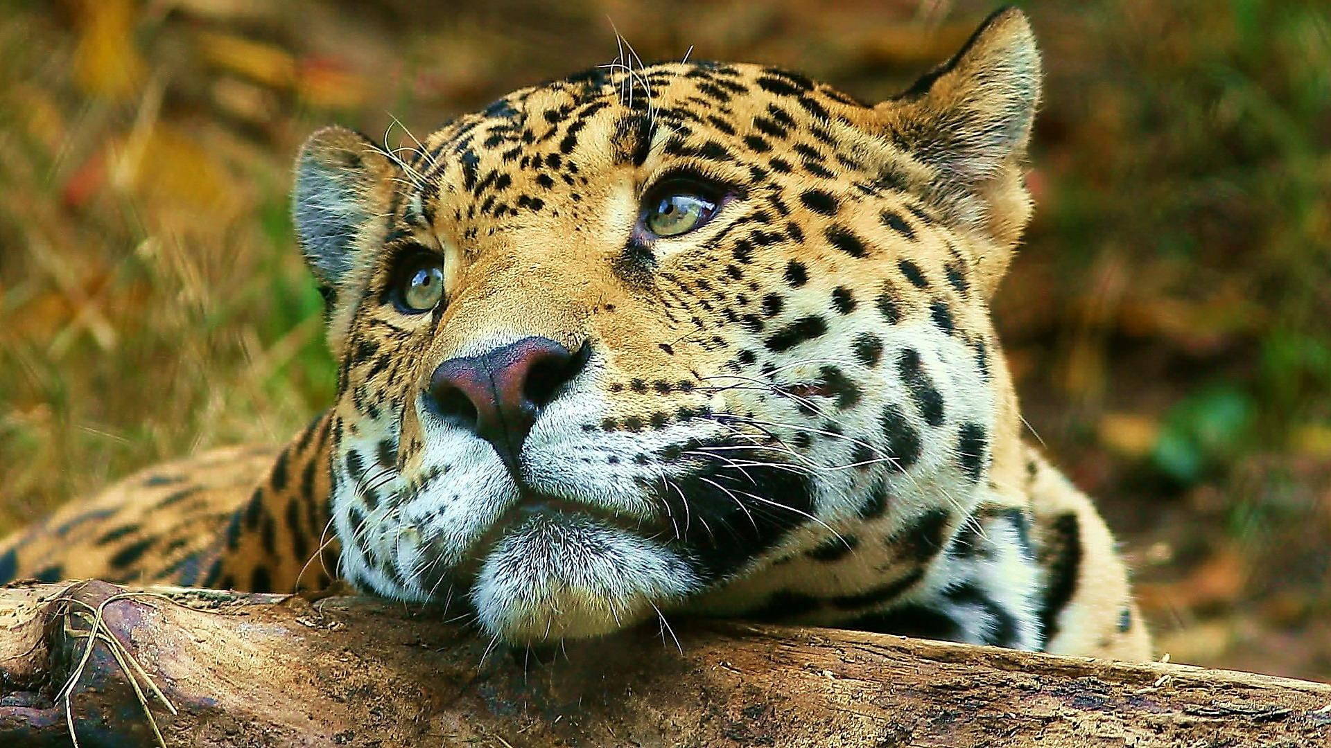 cute, black, jungle, cats, brown, 1080P, leopard, wild, animals, HD Wallpaper
