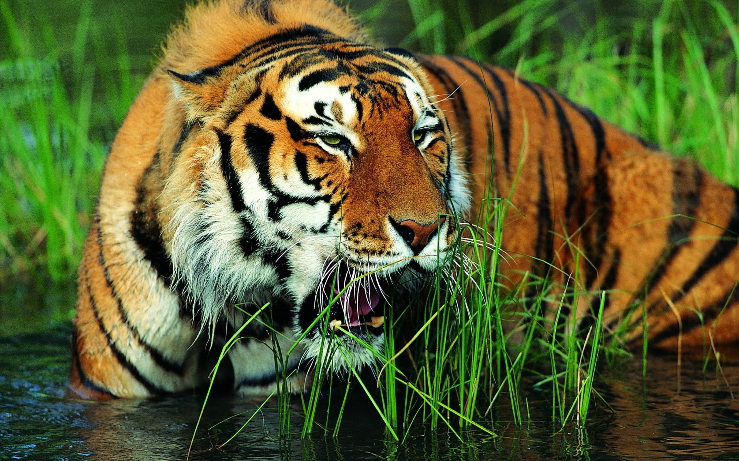 animals Hunting, animal, lake, asia, one animal, water, mouth open, outdoors, nature, wildlife, carnivora, no people, undomesticated Cat, tiger, grass, HD Wallpaper