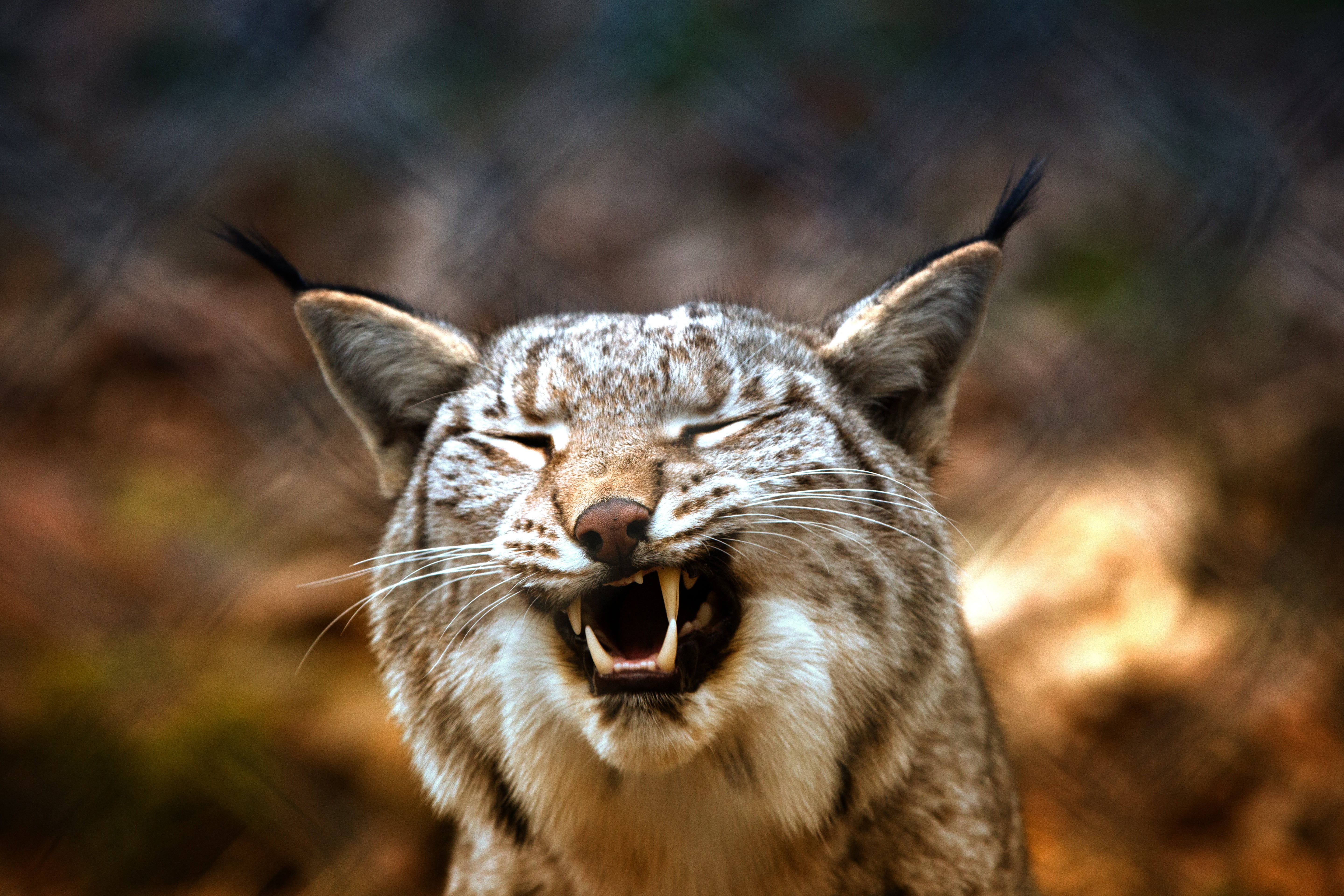 grin, nature, whisker, forest, fur, large, mammal, feline, animal body part, danger, one Animal, mouth open, no People, focus on foreground, wildcat - Animal, HD Wallpaper
