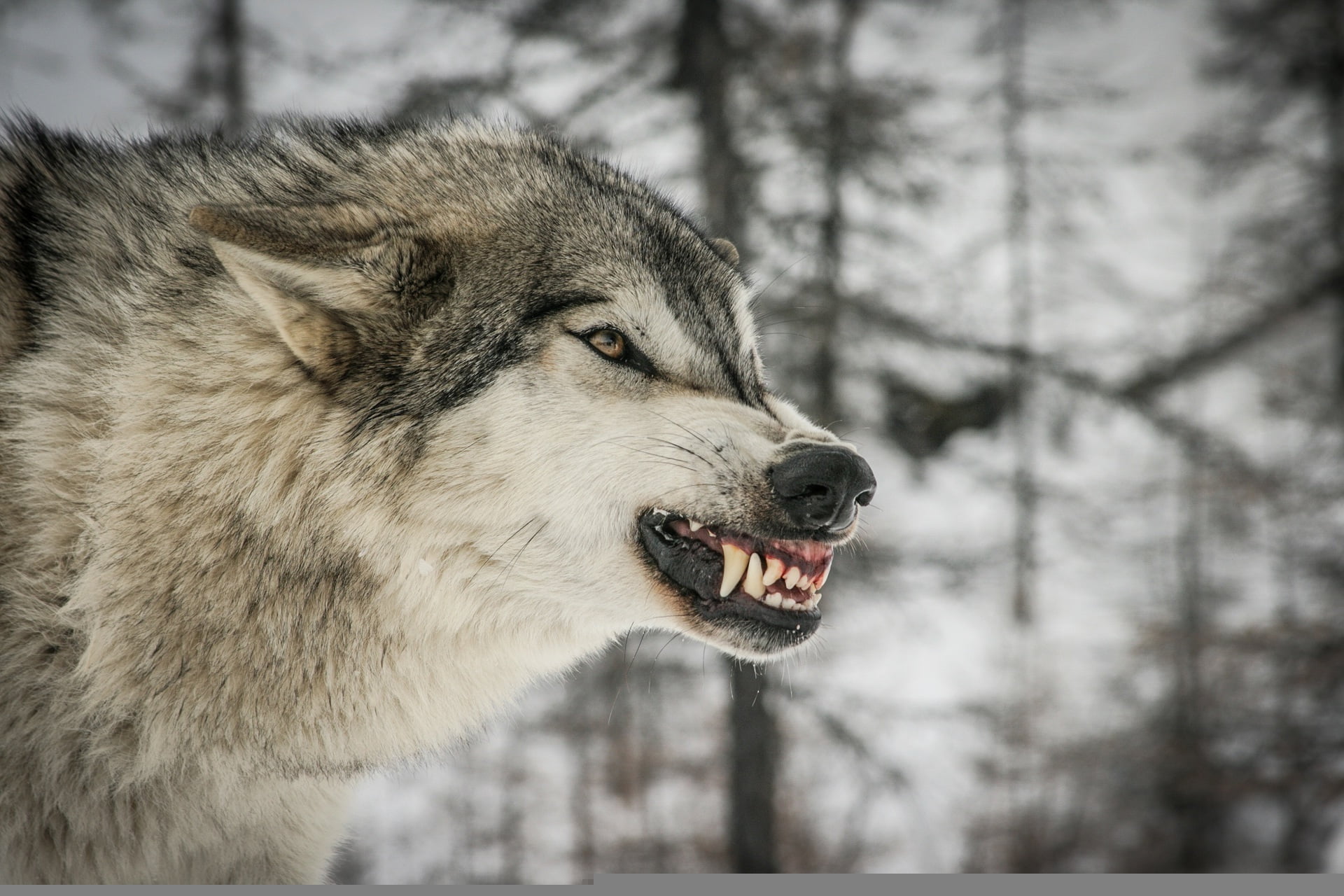 no people, profile, one Animal, animal, fangs, canine, focus on foreground, animals Hunting, wolf, looking, profile view, snow, the threat, forest, outdoors, HD Wallpaper
