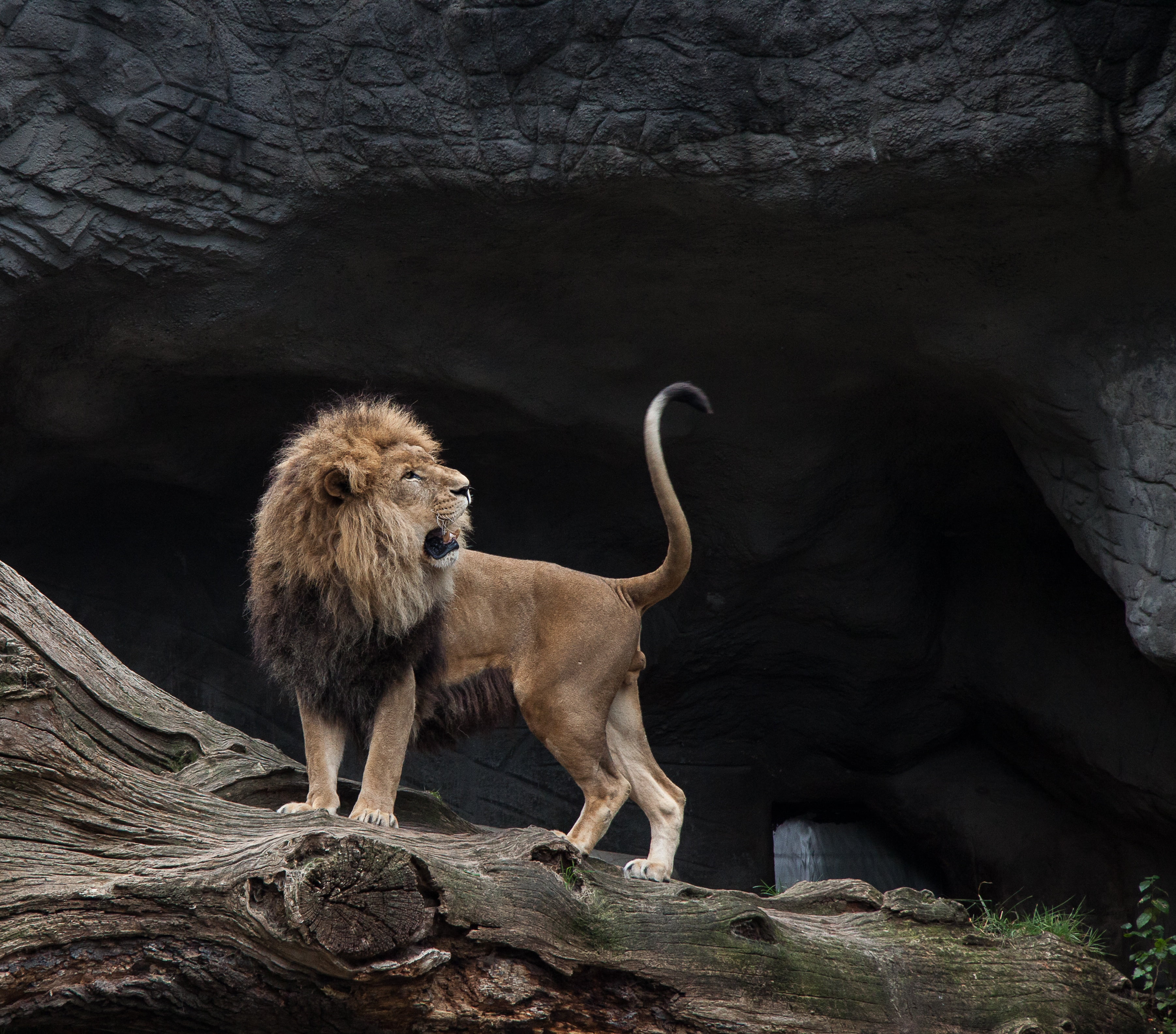 wilderness Area, vertebrate, lion, 2K, rock, serengeti National Park, full length, grin, lion - Feline, large, animal wildlife, safari, rock - object, HD Wallpaper