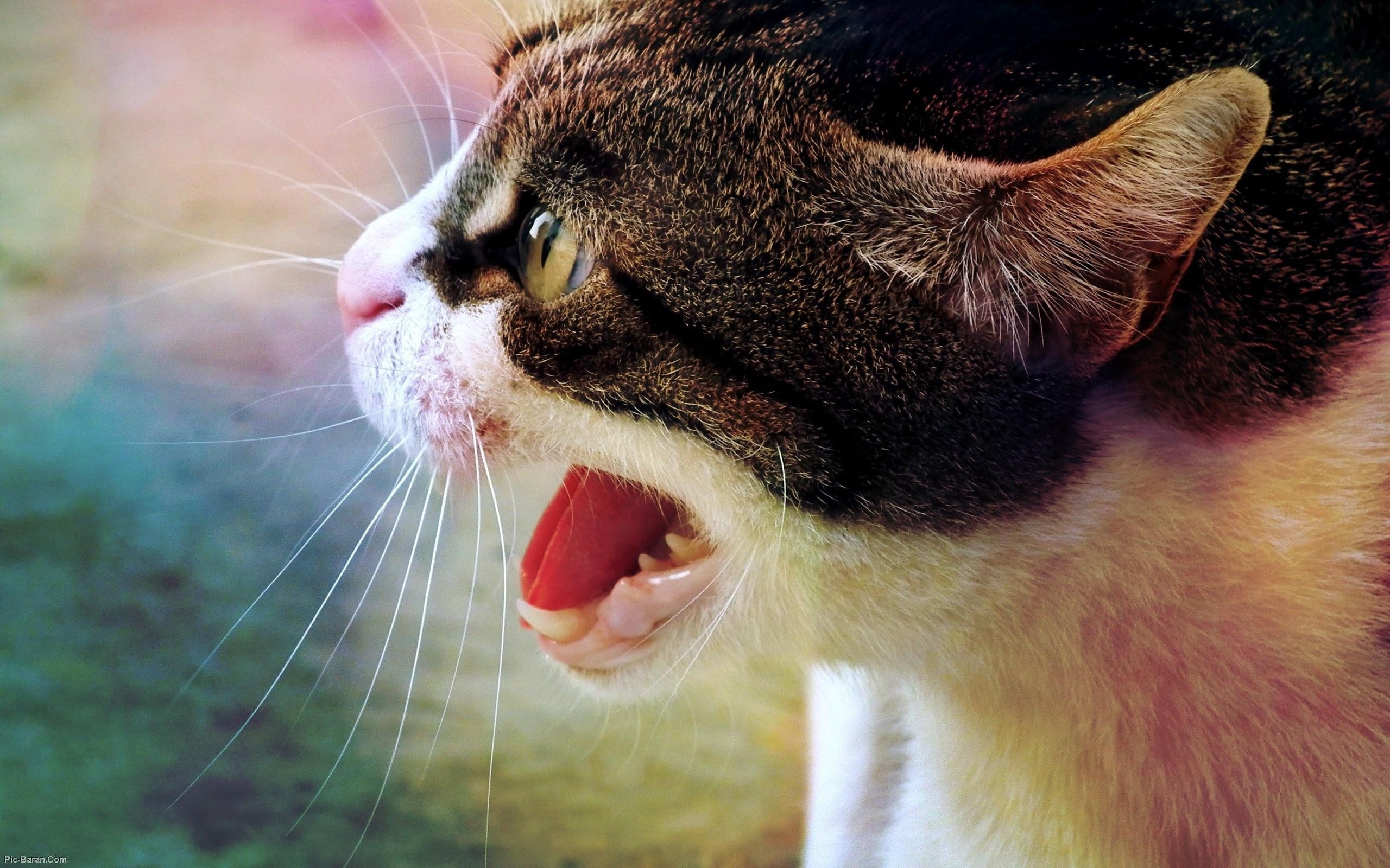 focus on foreground, domestic Cat, no people, animal mouth, beautiful, looking, muzzle, domestic Animals, vertebrate, paw, fluffy, animal Nose, outdoors, HD Wallpaper