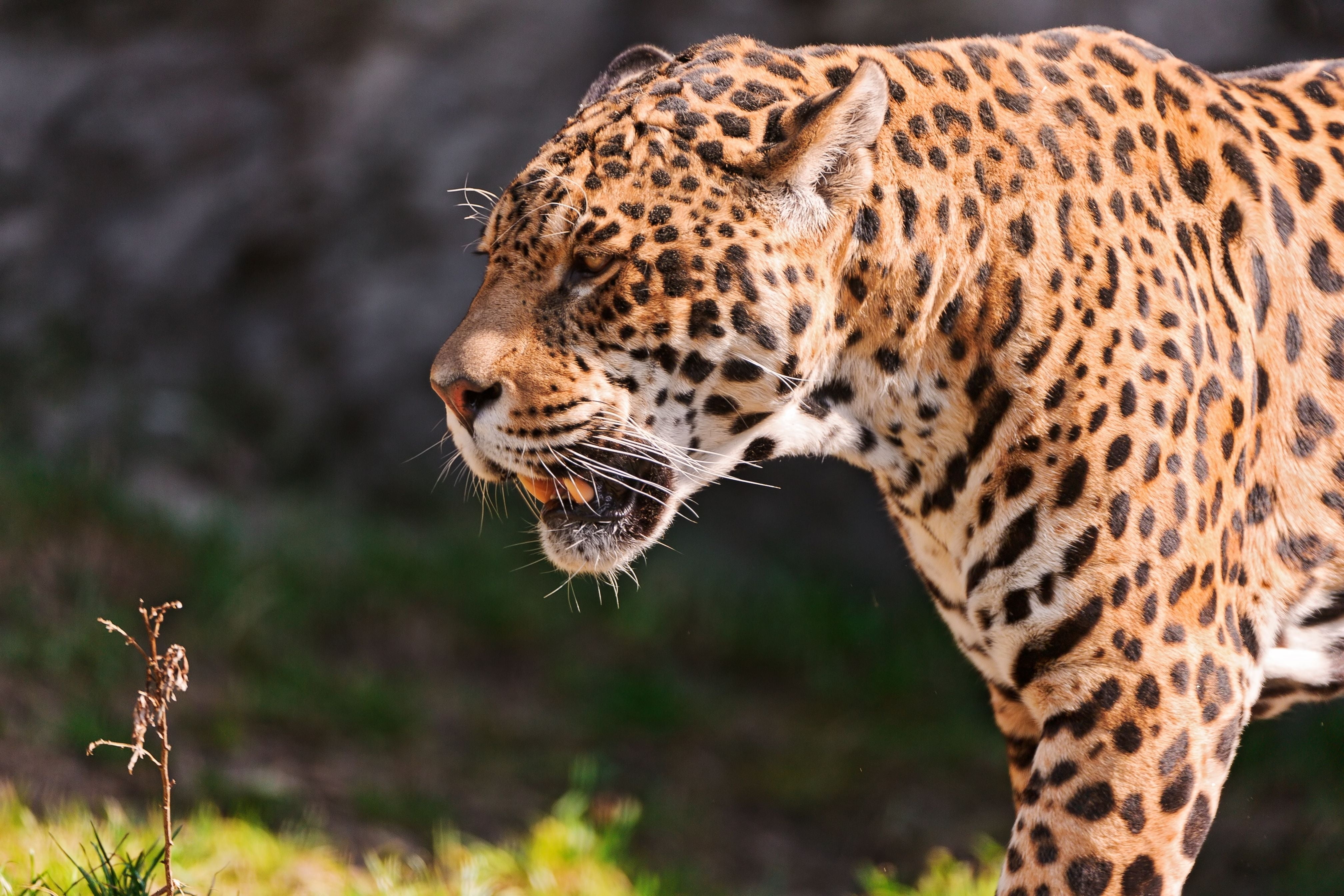 cat, nature, leopard, feline, carnivore, animal Head, black, animals And Pets, outdoors, looking, predator, mammal, grin, jaguar, fur, vertebrate, animals Hunting, HD Wallpaper