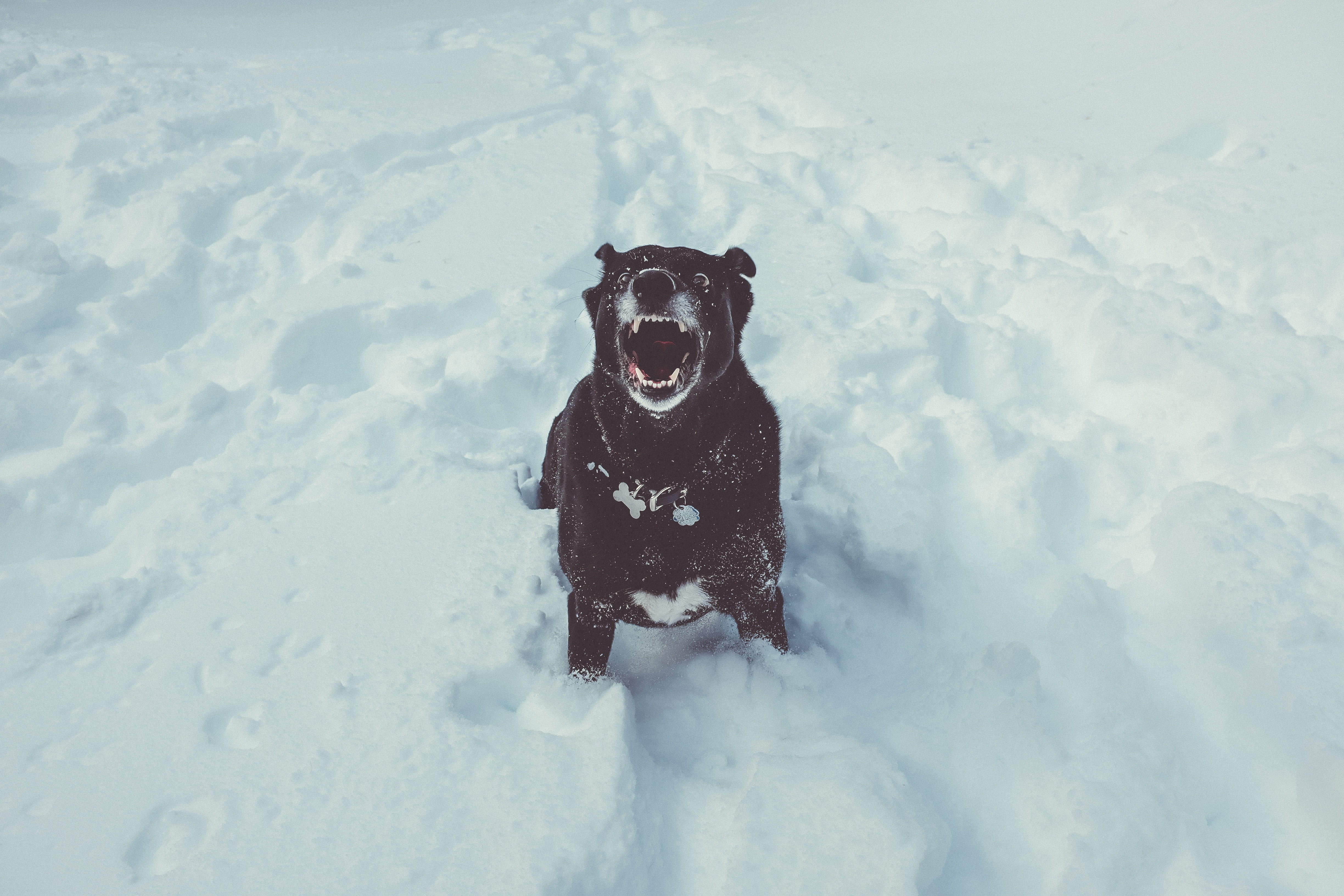 mouth open, white color, coated, animal themes, 4K, day, nature, canine, black, grin, one animal, cold temperature, domestic, dog, looking at camera, vertebrate, HD Wallpaper