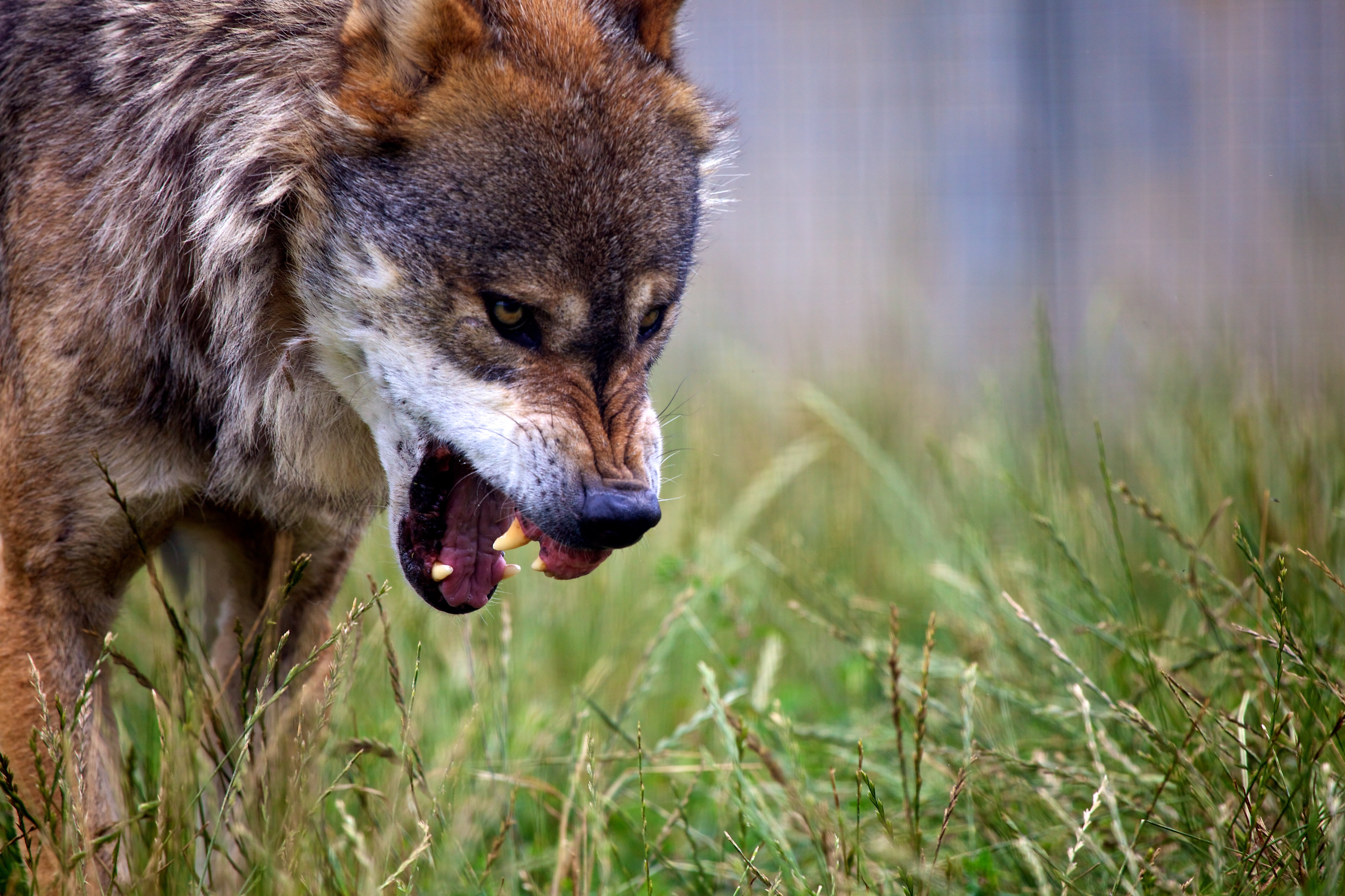 animal head, animal wildlife, close-up, vertebrate, 5K, plant, grass, animal mouth, animal, one animal, animal body part, survival, predator, mouth open, HD Wallpaper