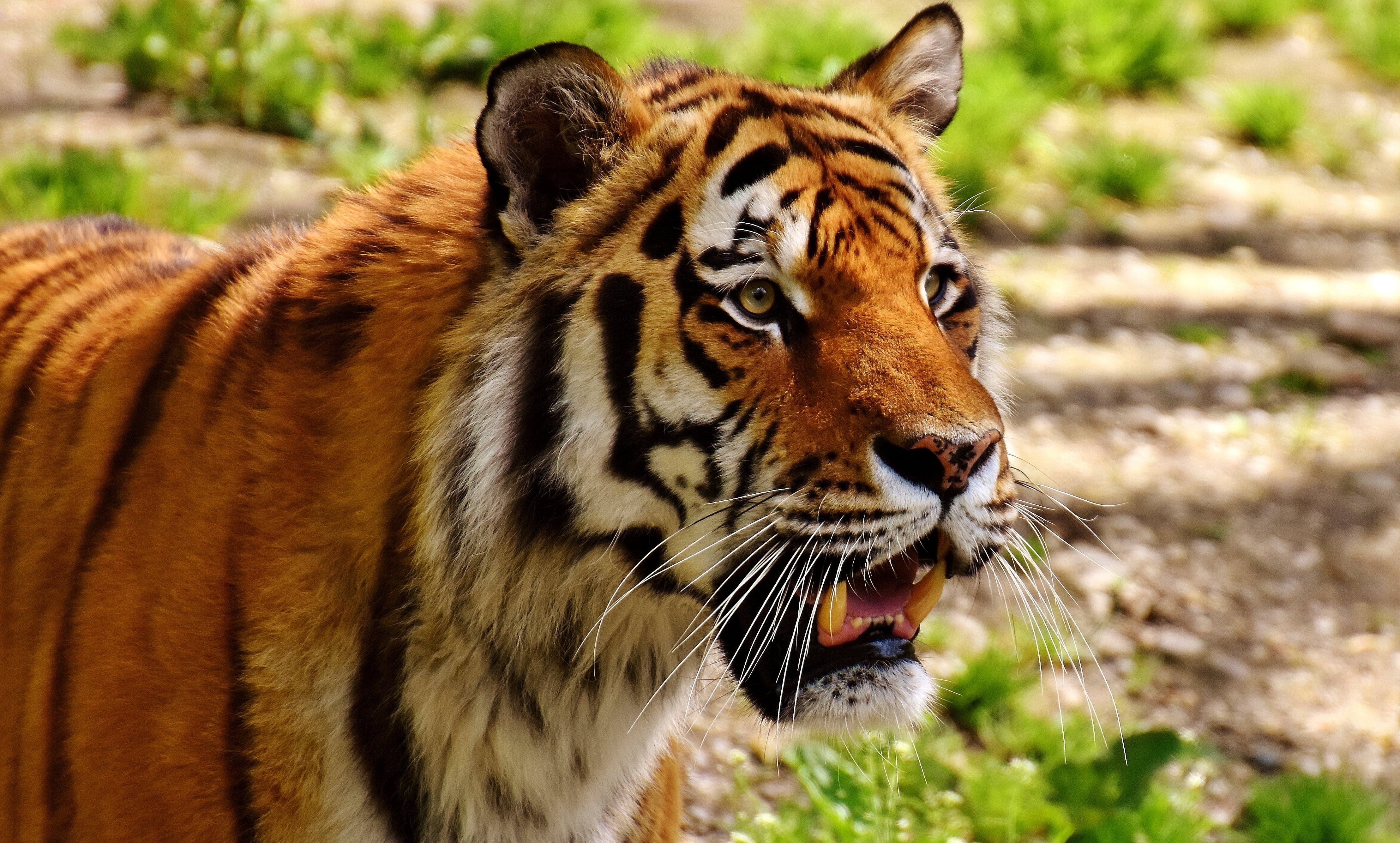 zoo, animal Head, animals Hunting, animal wildlife, focus on foreground, predator, color Image, carnivora, adult, portrait, danger, tiger, 4K, staring, HD Wallpaper