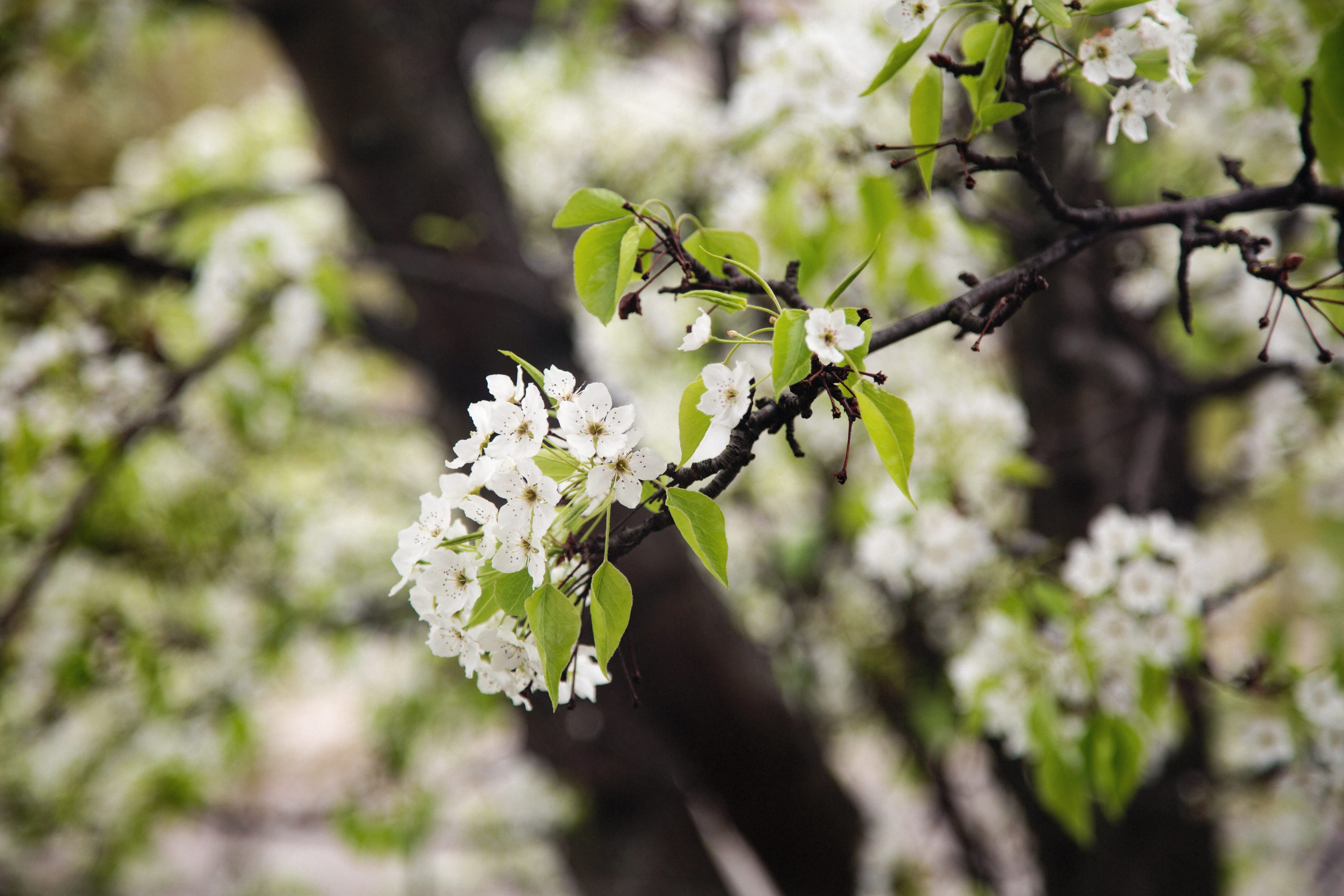 day, orion charter township, blossom, close-up, fragility, united states, outdoors, plant, flowering plant, cherry blossom, nature, 5K, flower head, tree, HD Wallpaper