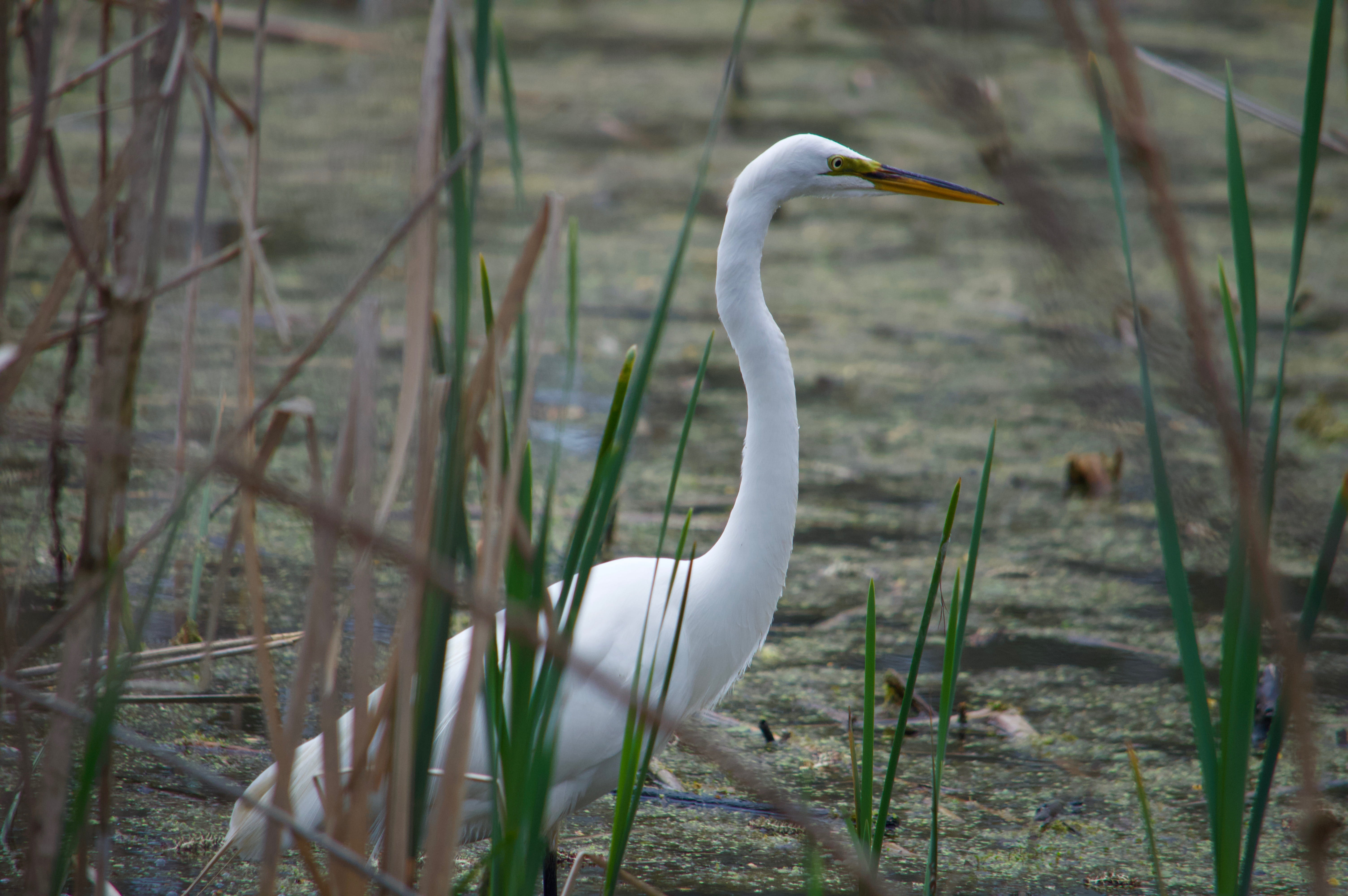 animal wildlife, great egret, nature, profile view, animal, harrison charter township, egret, day, 5K, outdoors, focus on foreground, animals in the wild, HD Wallpaper