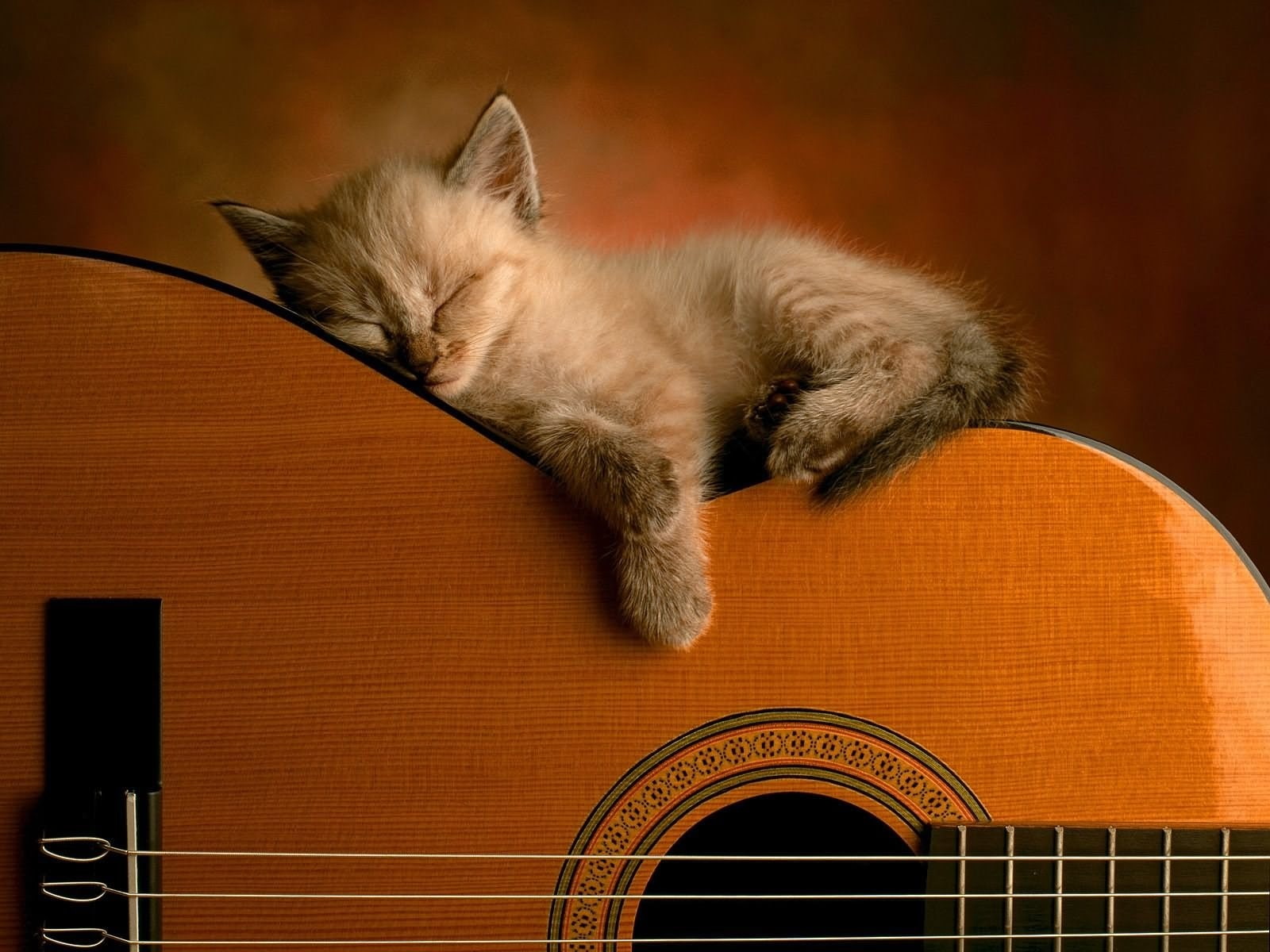 domestic cat, feline, domestic, domestic animals, no people, whisker, eyes closed, sleeping, relaxation, animal, musical equipment, cat, Sleep, pets, animal themes, HD Wallpaper