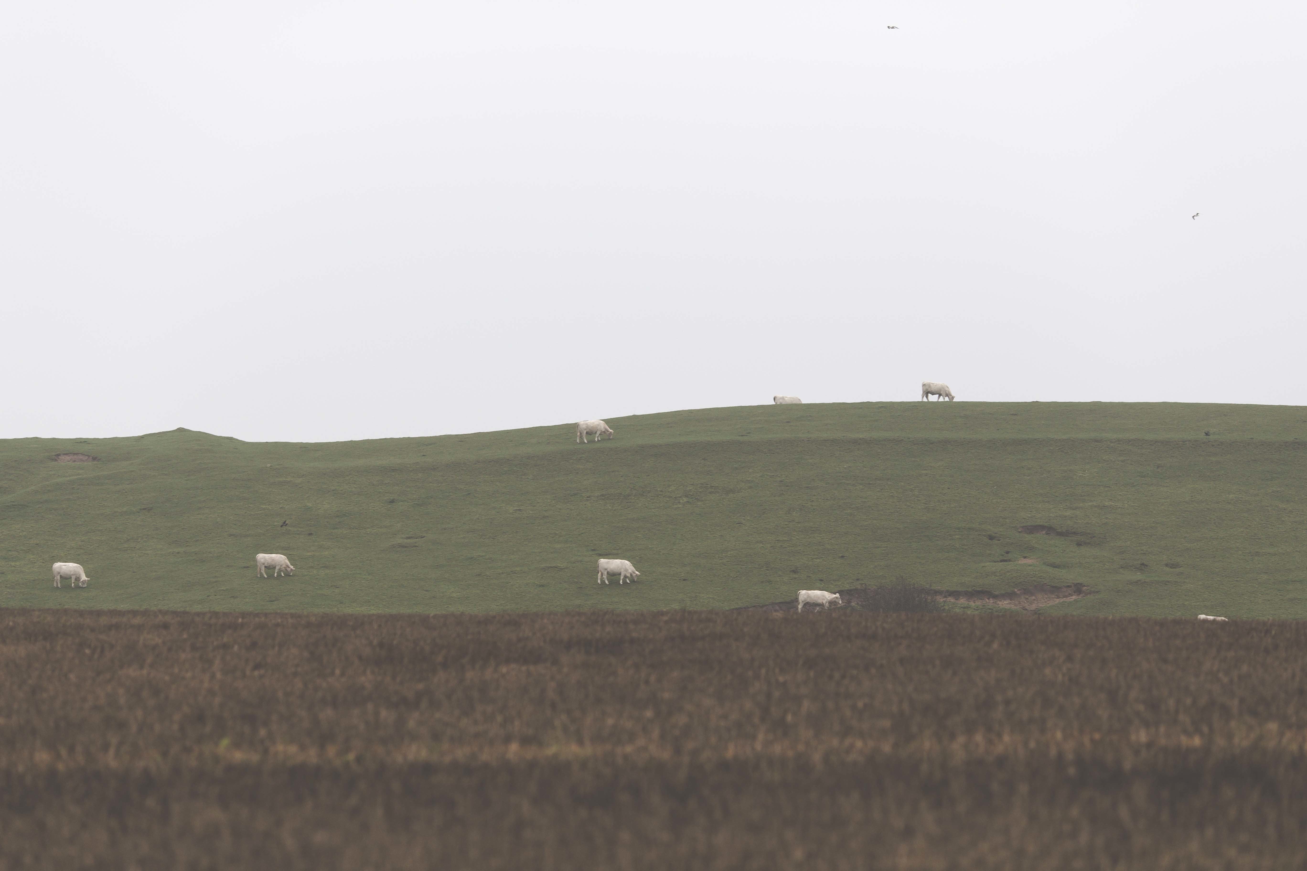 environment, rural scene, sheep, animal, landscape, scenics, agriculture, field, land, day, no people, grass, sky, cow, nature, highland, livestock, outdoors, HD Wallpaper