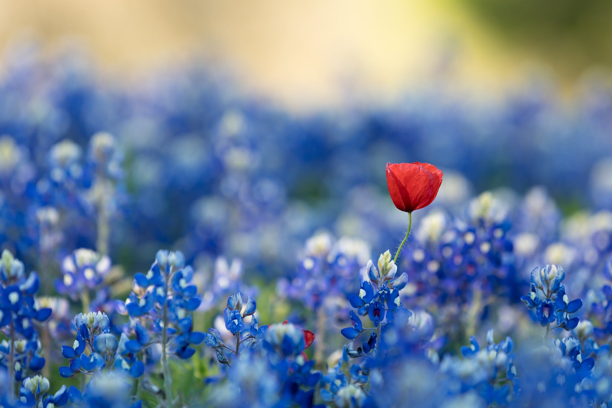 blue flowers, 1080P, blue, red flowers, plants, flowers, bluebonnets, HD Wallpaper