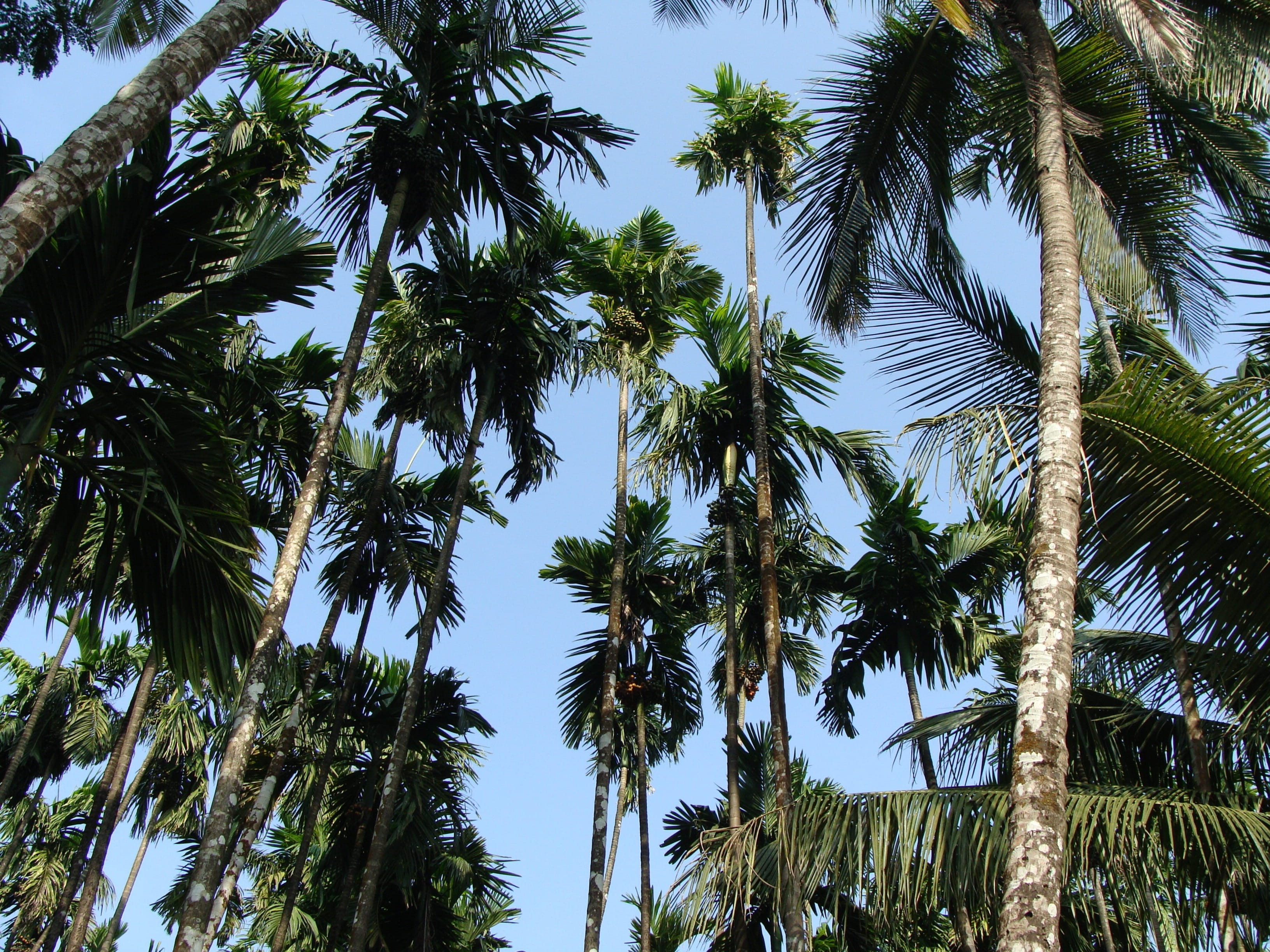 plant, uttar kannada, low angle view, palm tree, tropical tree, beauty in nature, palm leaf, nature, tree, 2K, pine tree, clear sky, tranquility, coconut palm tree, HD Wallpaper