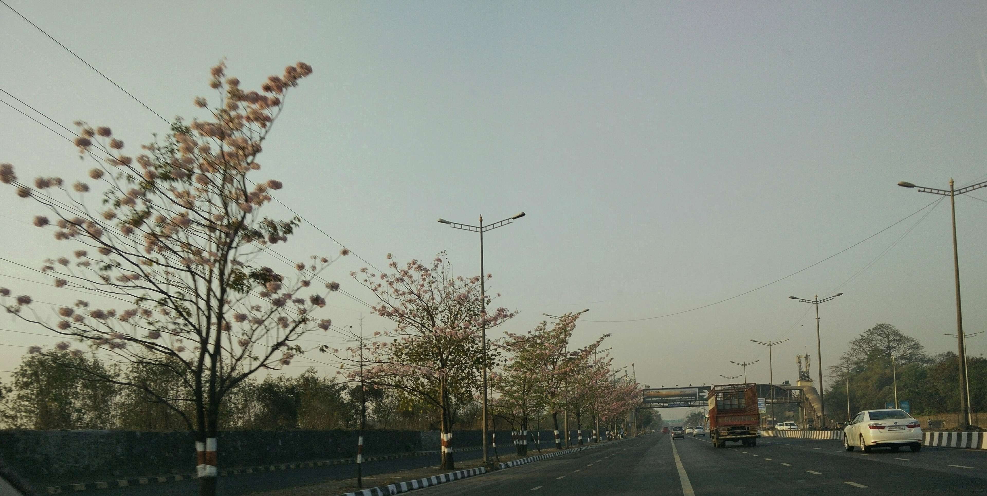 tree lined, city, diminishing perspective, sign, outdoors, building exterior, no people, road, pink poui, 365 photos, trees, land vehicle, nature, india, HD Wallpaper
