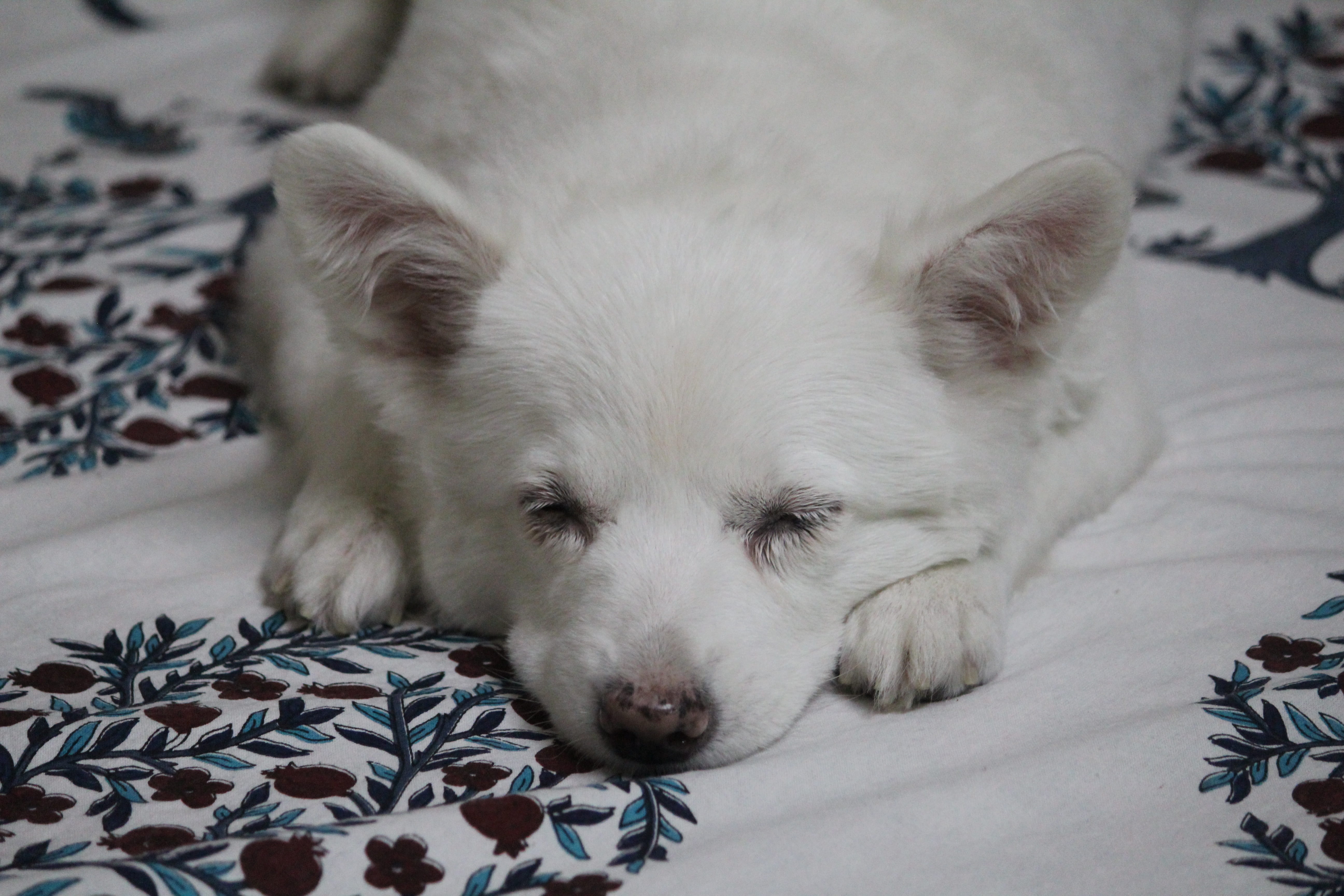 small, 5K, resting, relaxation, animal themes, purebred, bed, domestic animals, pomerian, funny, adorable, dog, friend, nature, love, cute, one animal, HD Wallpaper
