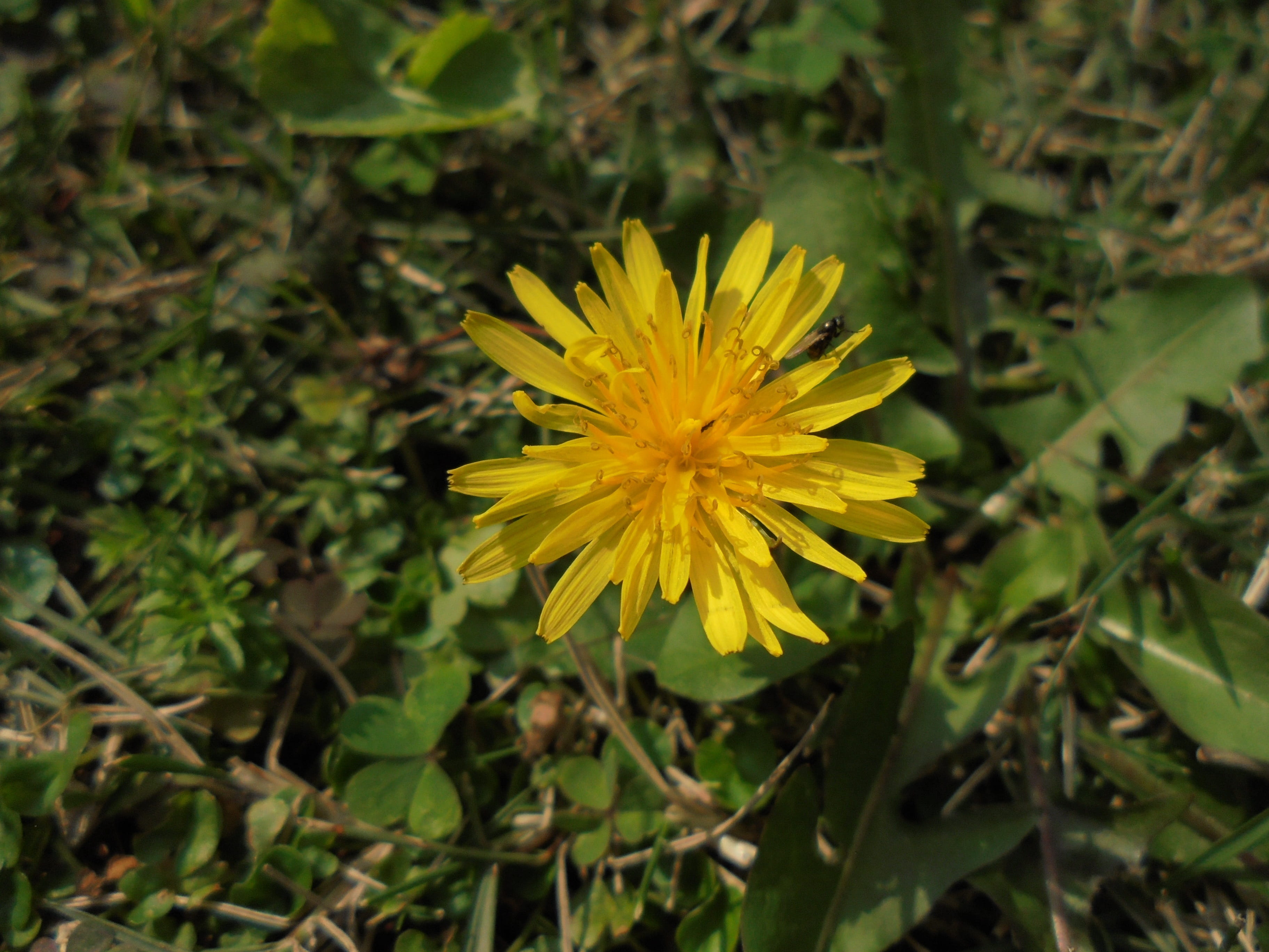 yellow, flowering plant, outdoors, nature, focus on foreground, growth, fragility, flower head, field, spring, land, no people, flower, day, beauty in nature, HD Wallpaper