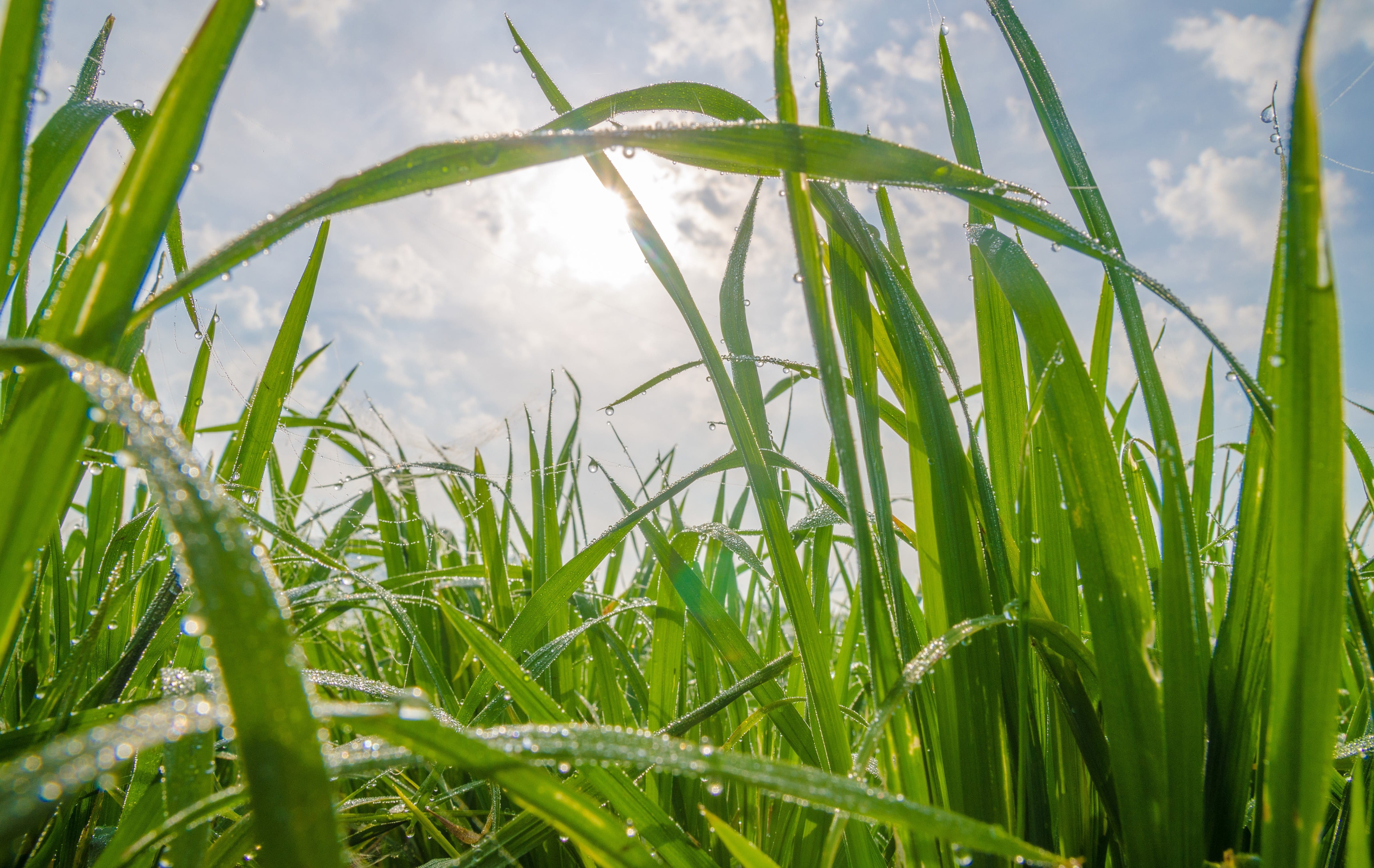 outdoors, cao bang province, grass, day, no people, landscapes vietnam, plant, green color, farmers, close-up, trung khanh district, water, beauty in nature, HD Wallpaper