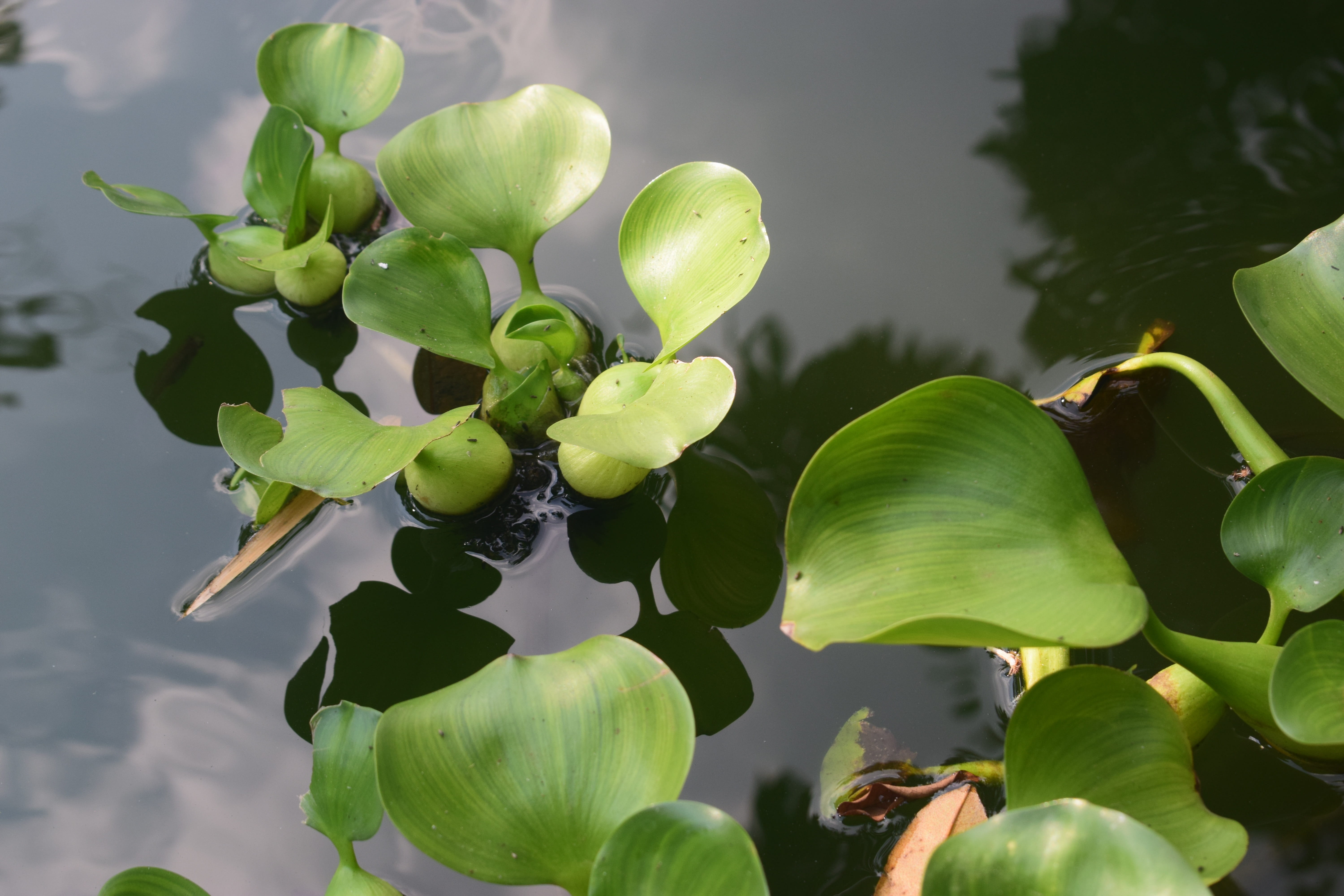 green color, water, water hyacinth, leaf, petal, environment, 5K, no people, close-up, water lily, leaves, beauty in nature, nature, fragility, tree, outdoor, HD Wallpaper