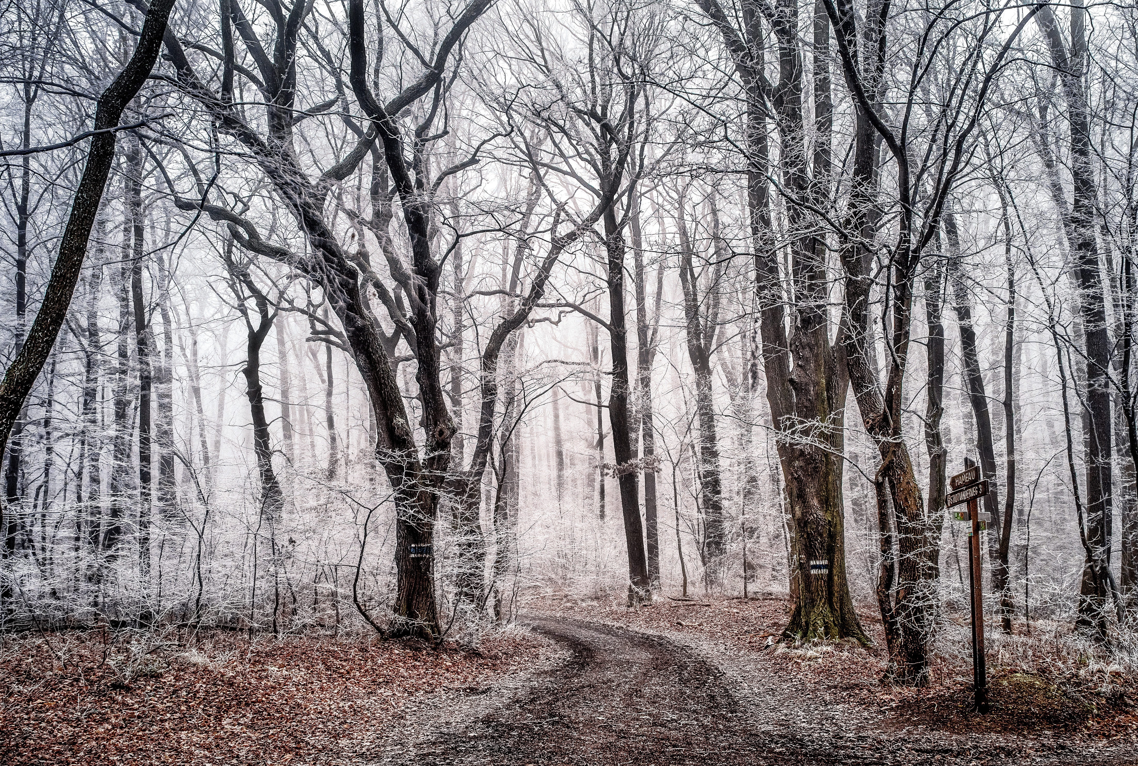 beauty in nature, mystical, magic forest, romance, light, fairy tale forest, pathway, winter, day, forest, nature, no people, tranquility, fairy tales, HD Wallpaper