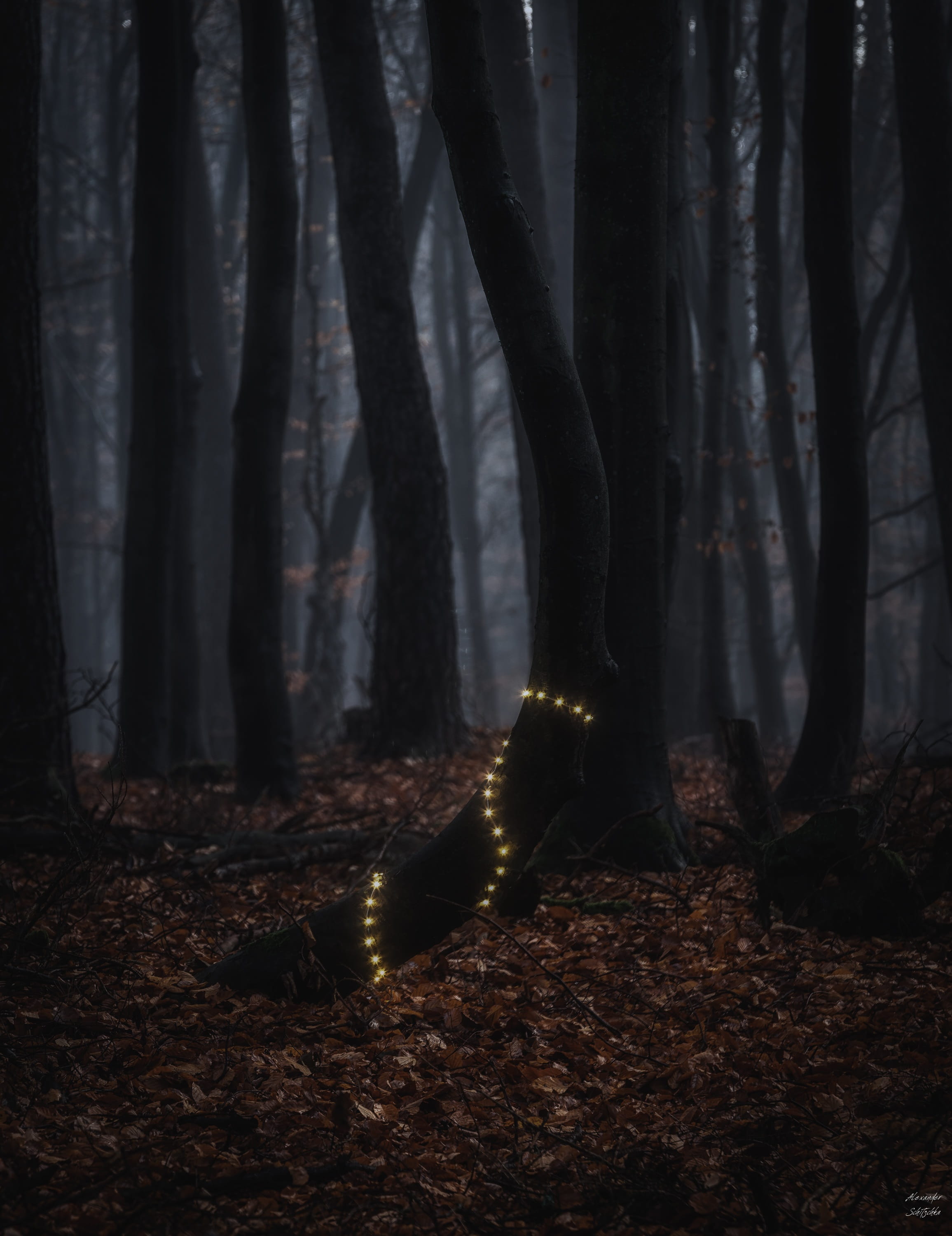 atmosphere, path, secret, atmospheric, scenics - nature, non-urban scene, outdoors, beauty in nature, tranquil scene, environment, plant, woodland, mysterious, Phone HD Wallpaper