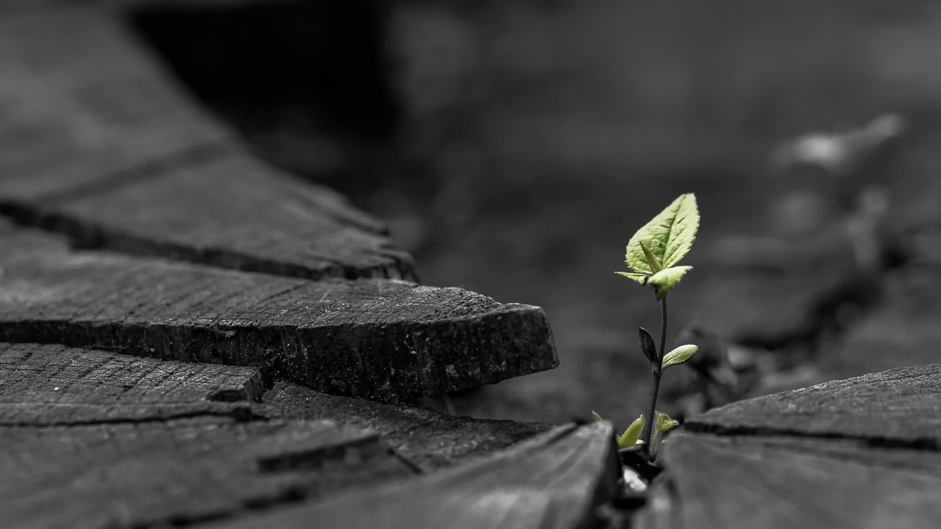 nature, rock, selective coloring, macro, leaves, stones, plants, 1080P, depth of field, HD Wallpaper
