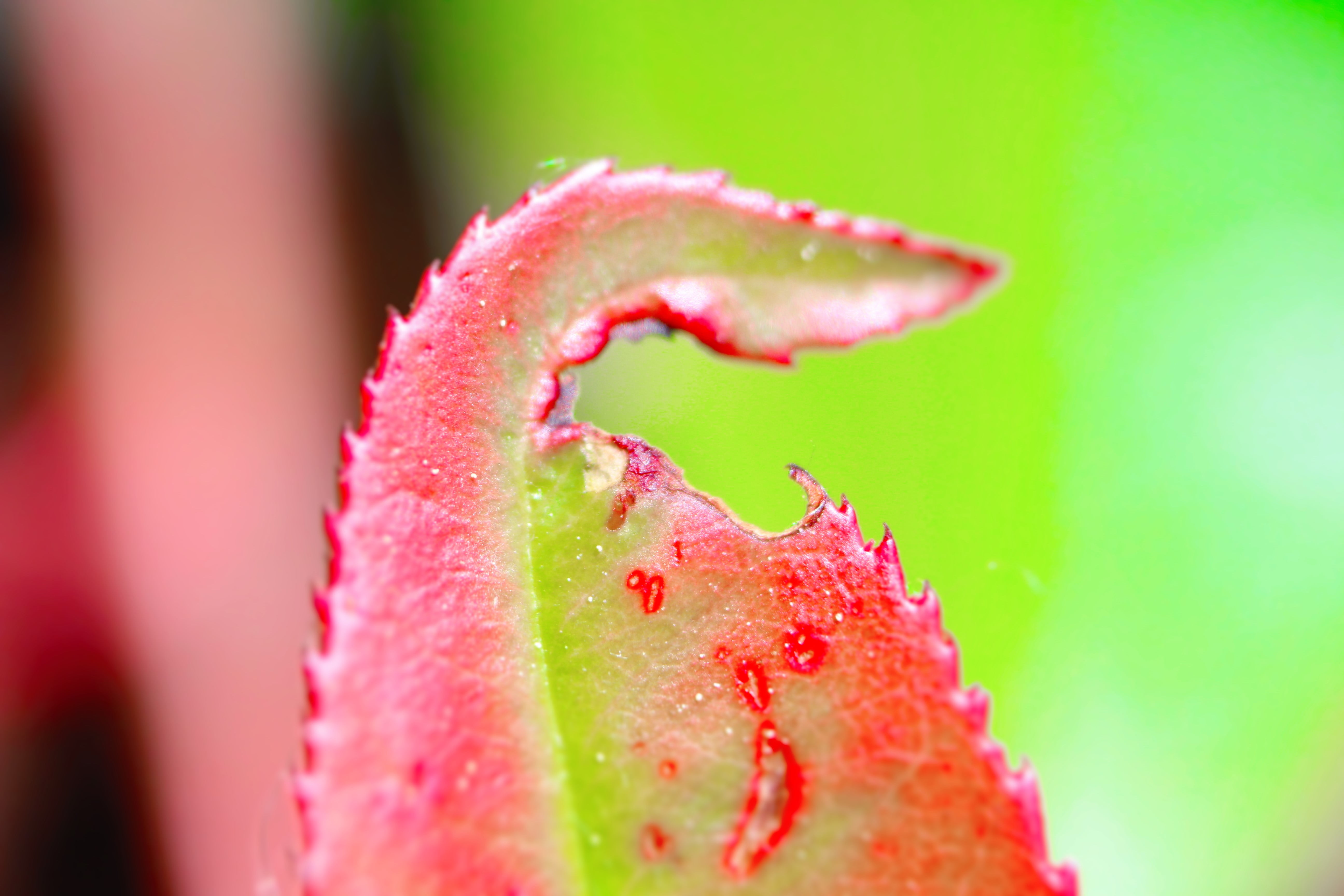 freshness, plant, green leaf, color, nature, red, point, green, abstract, macro, MM, colors, photo, close-up, 5K, alone, closeup, explored, leaf, HD Wallpaper