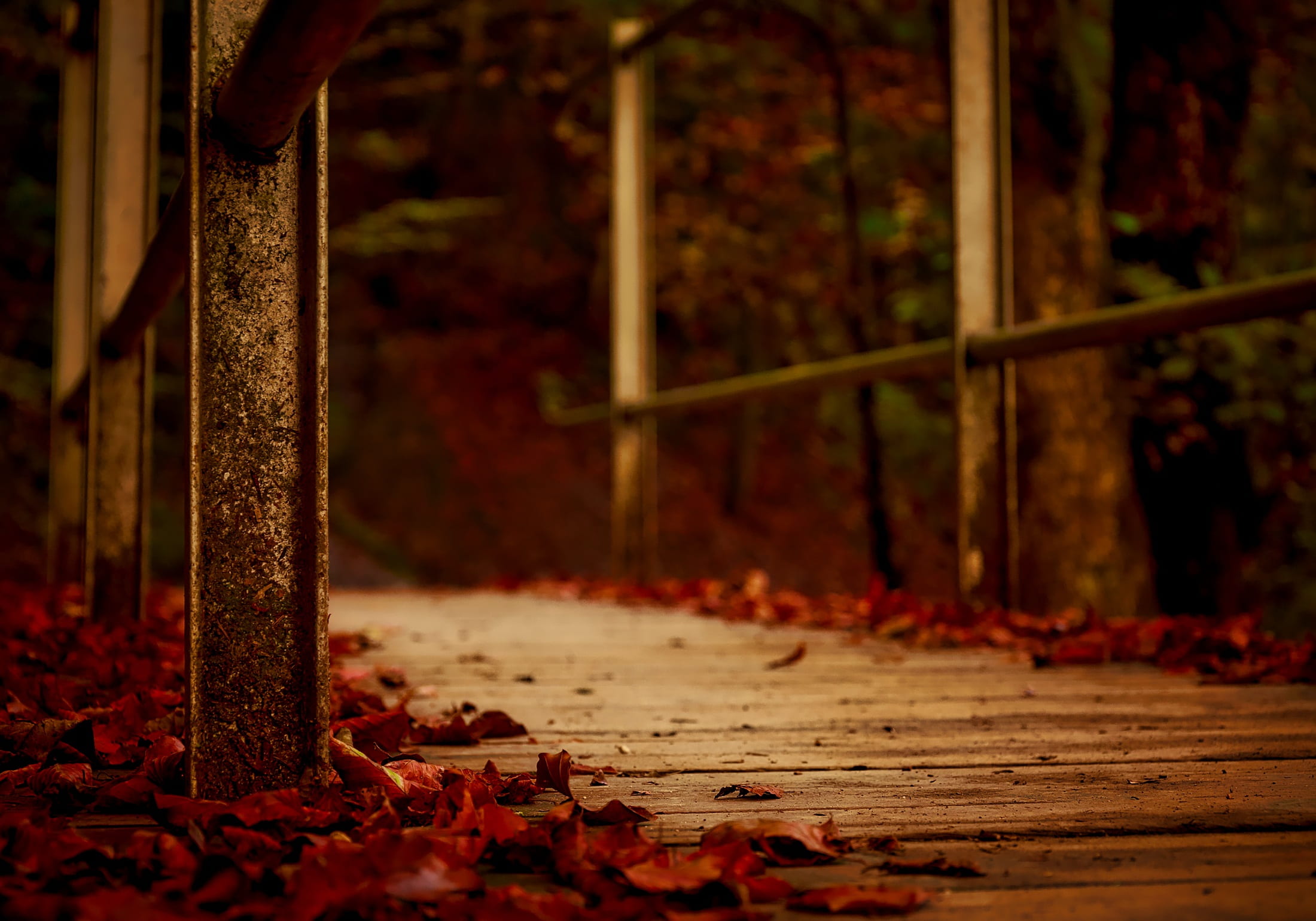 red, land, selective focus, woods, falling leaves, architecture, macro, 1080P, nature, built structure, trees, dark, brown, alloy, abandoned, leaf, metal, HD Wallpaper